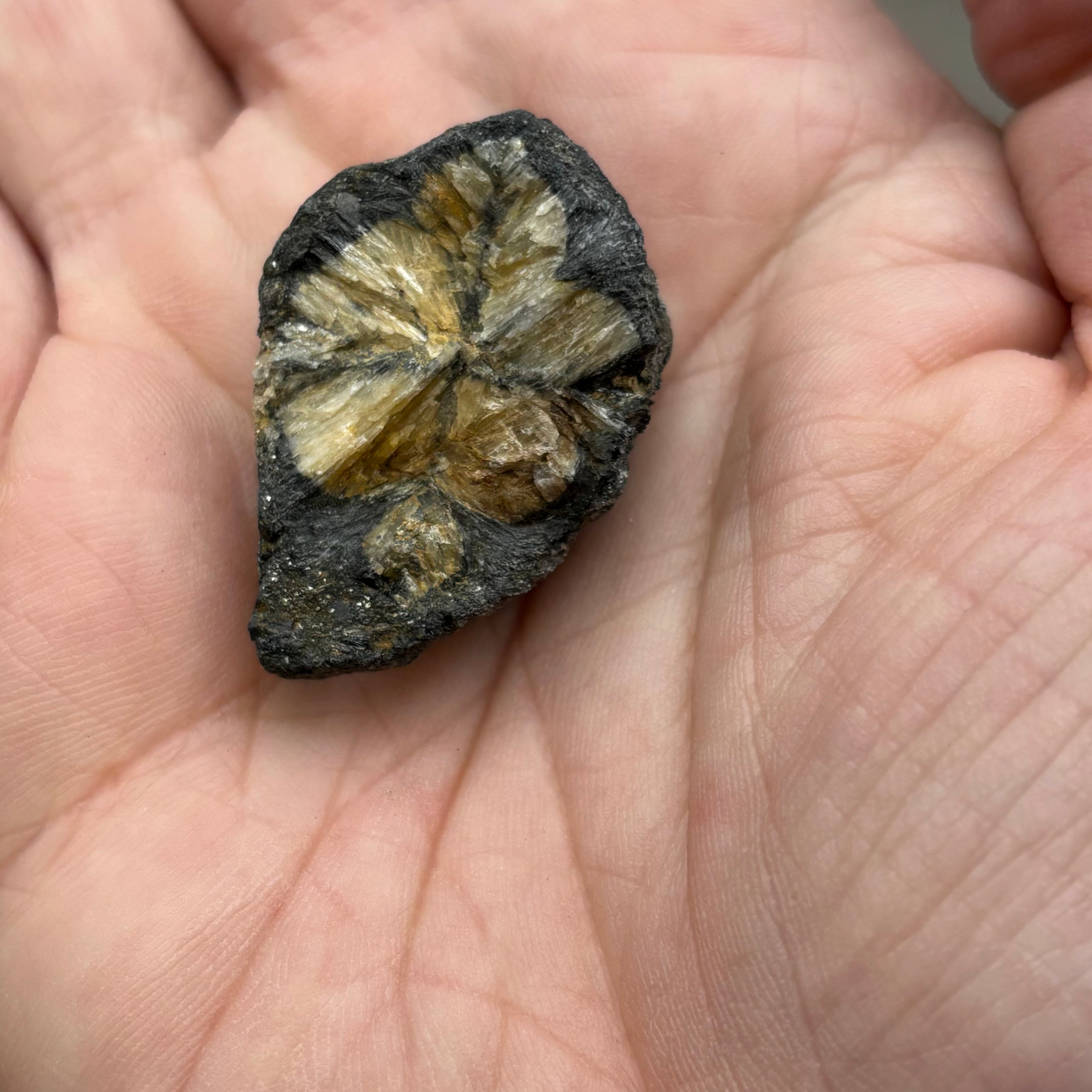 Siberian Chiastolite - 039