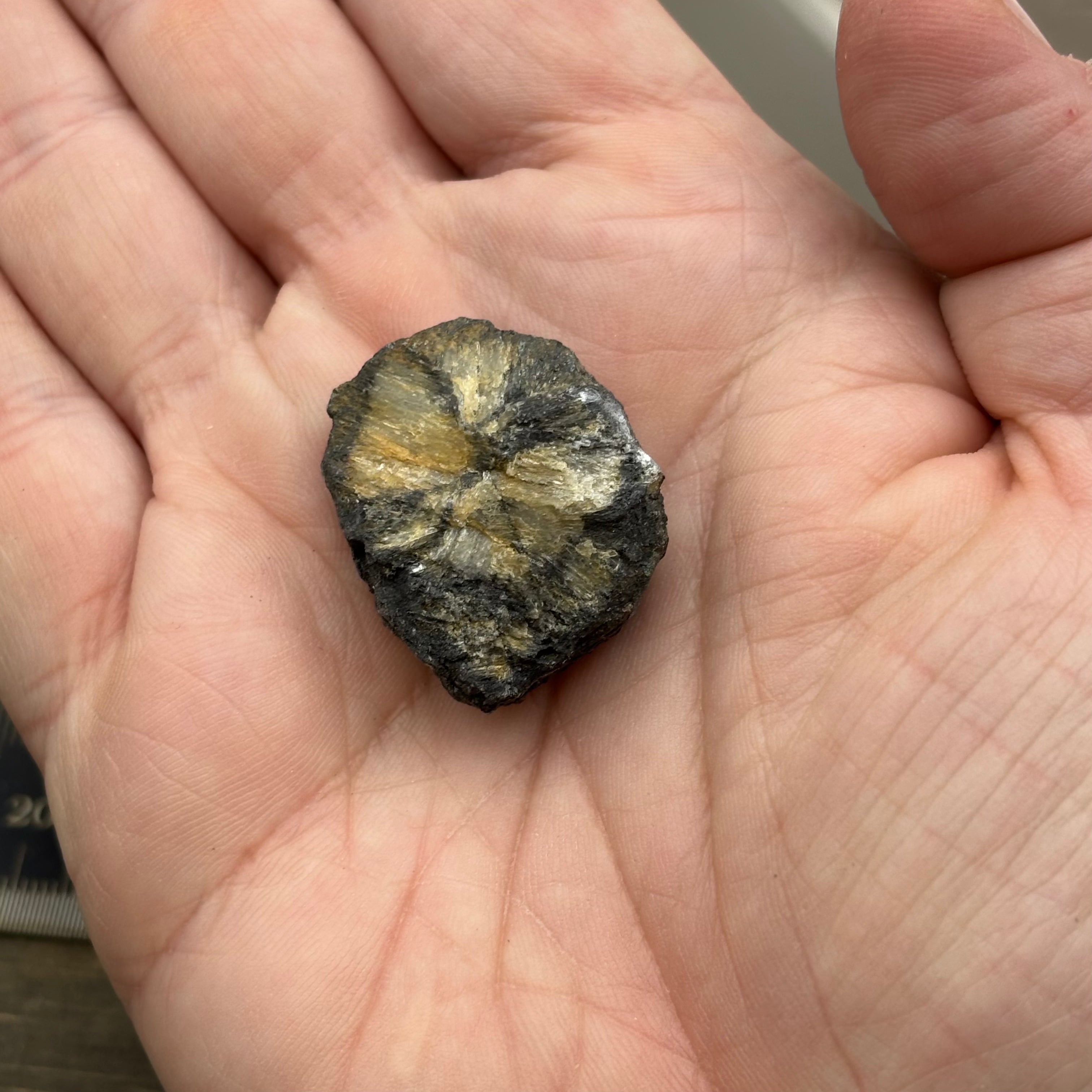 Siberian Chiastolite - 049
