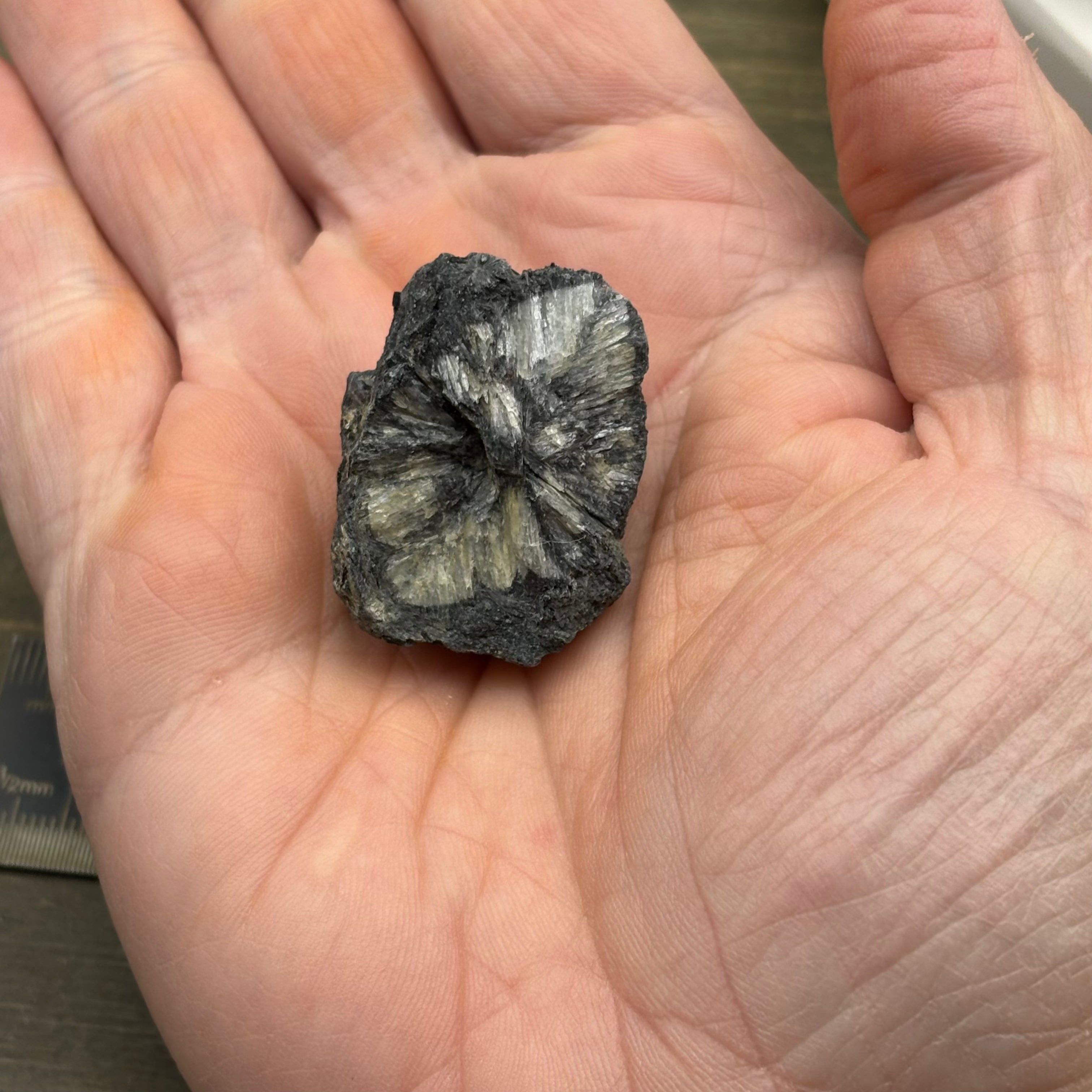 Siberian Chiastolite - 047