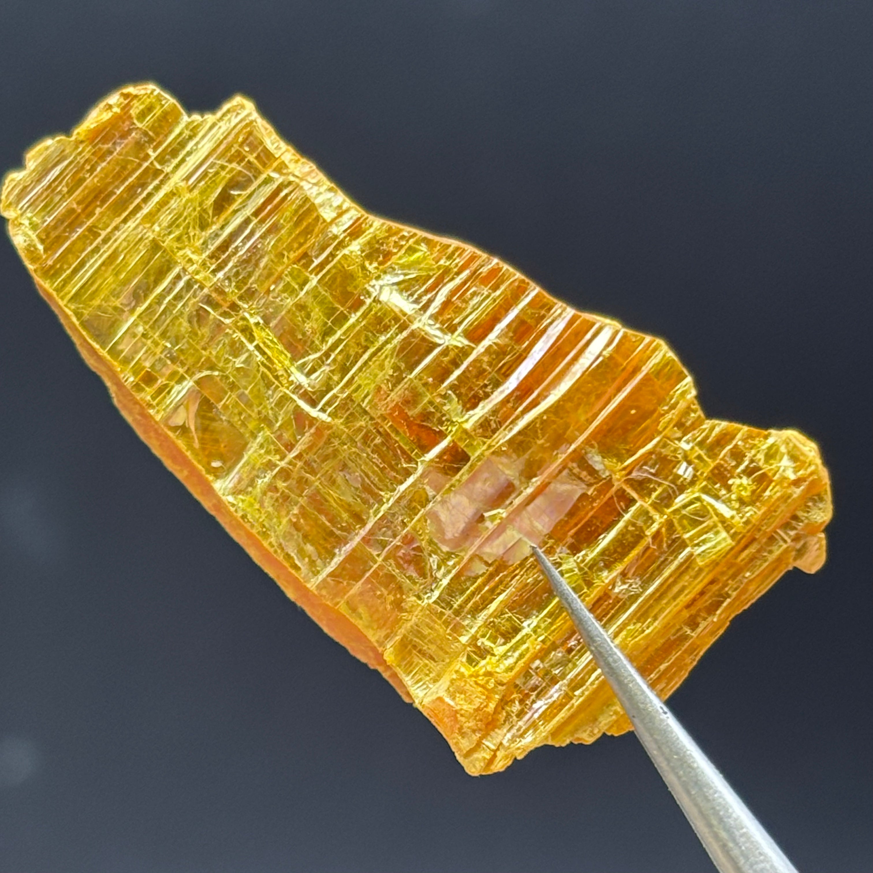Siberian Orpiment - 019