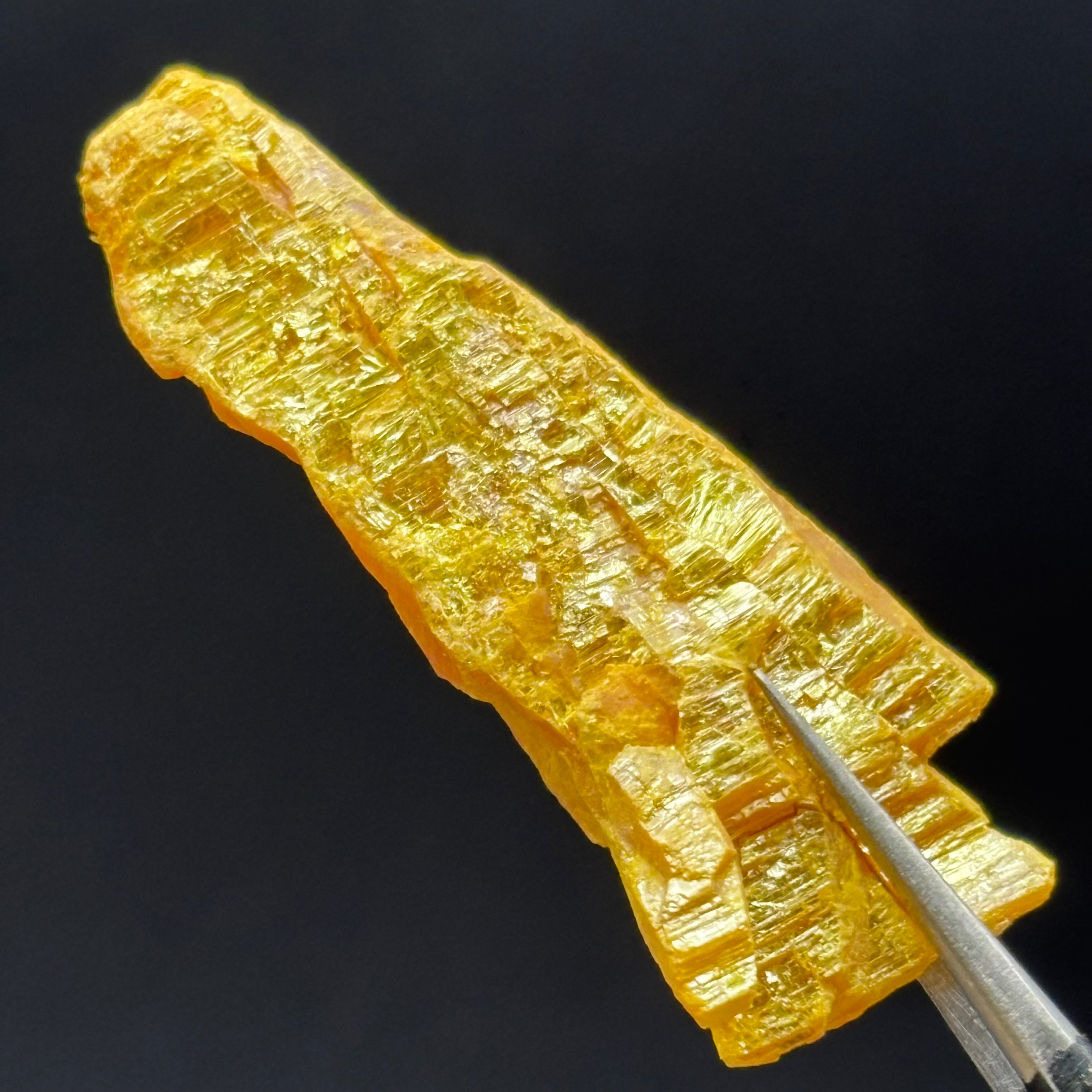 Siberian Orpiment - 021