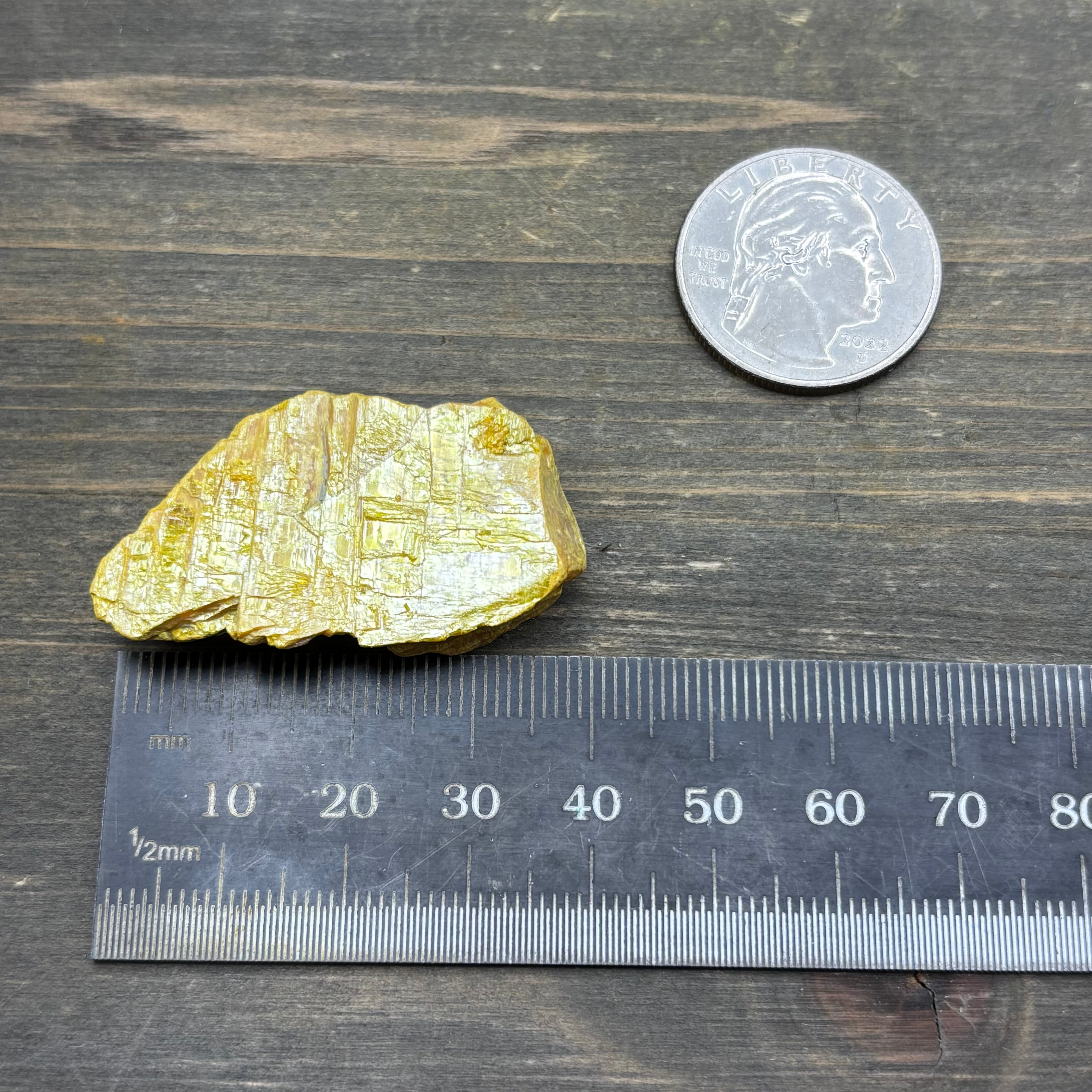 Siberian Orpiment - 022