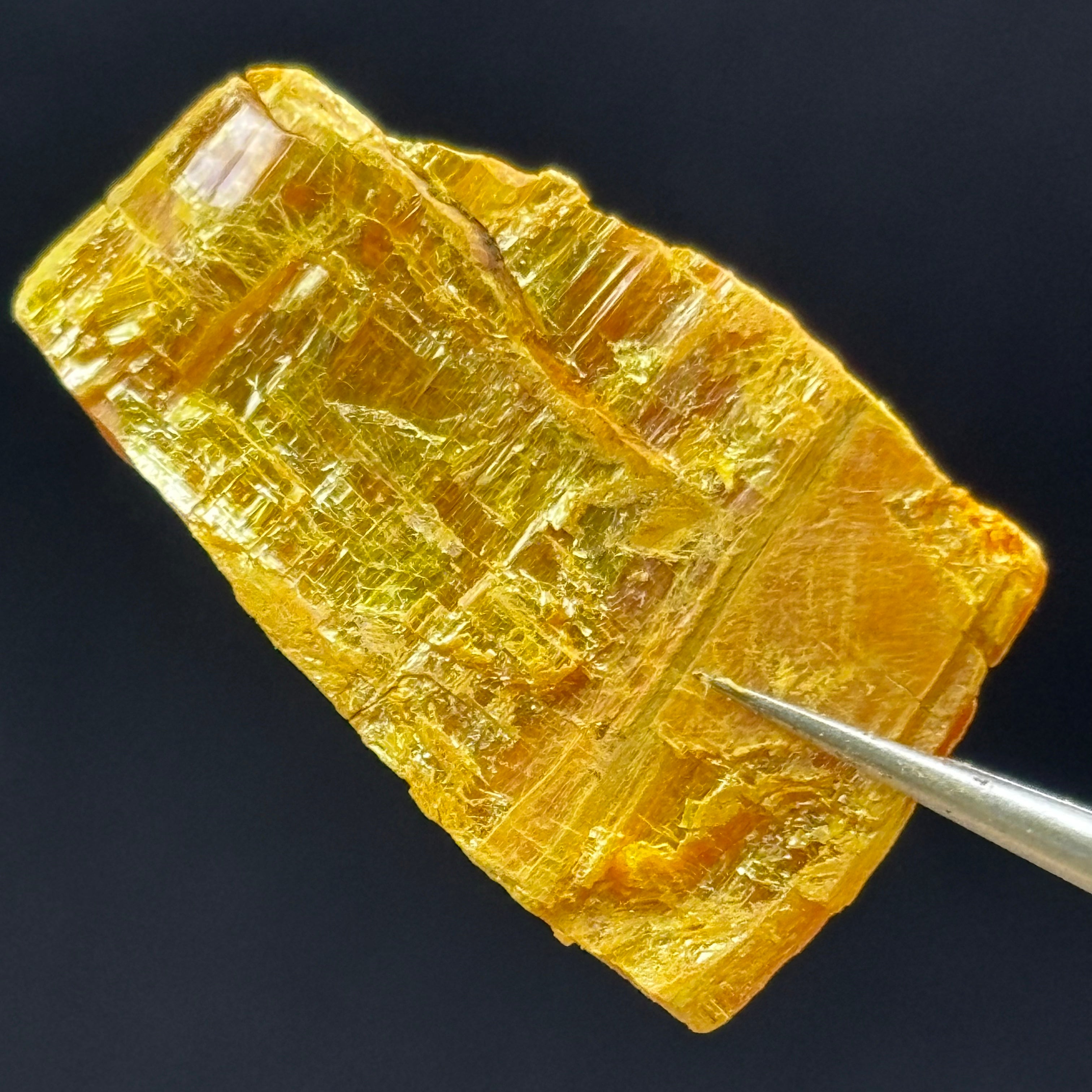 Siberian Orpiment - 023