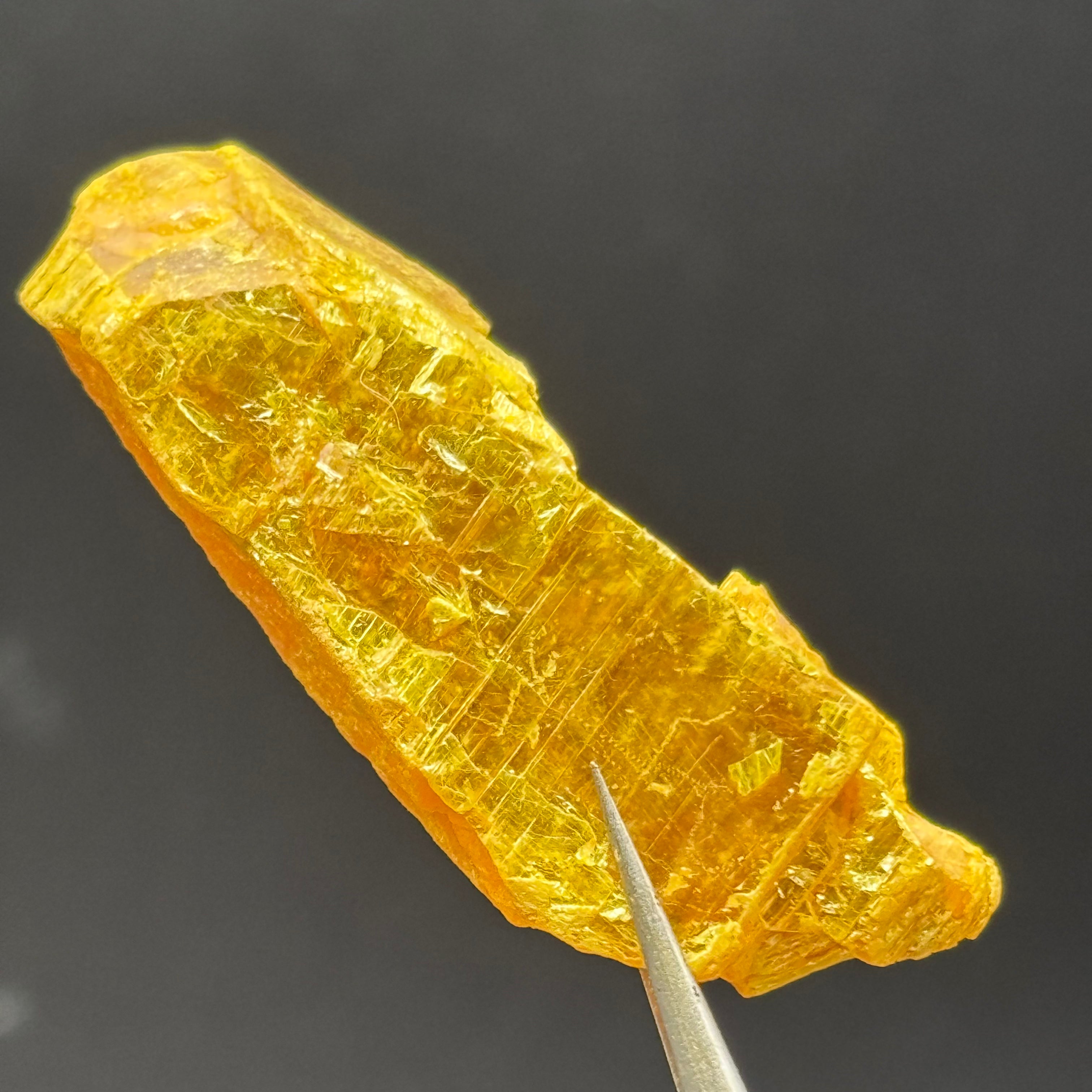 Siberian Orpiment - 024