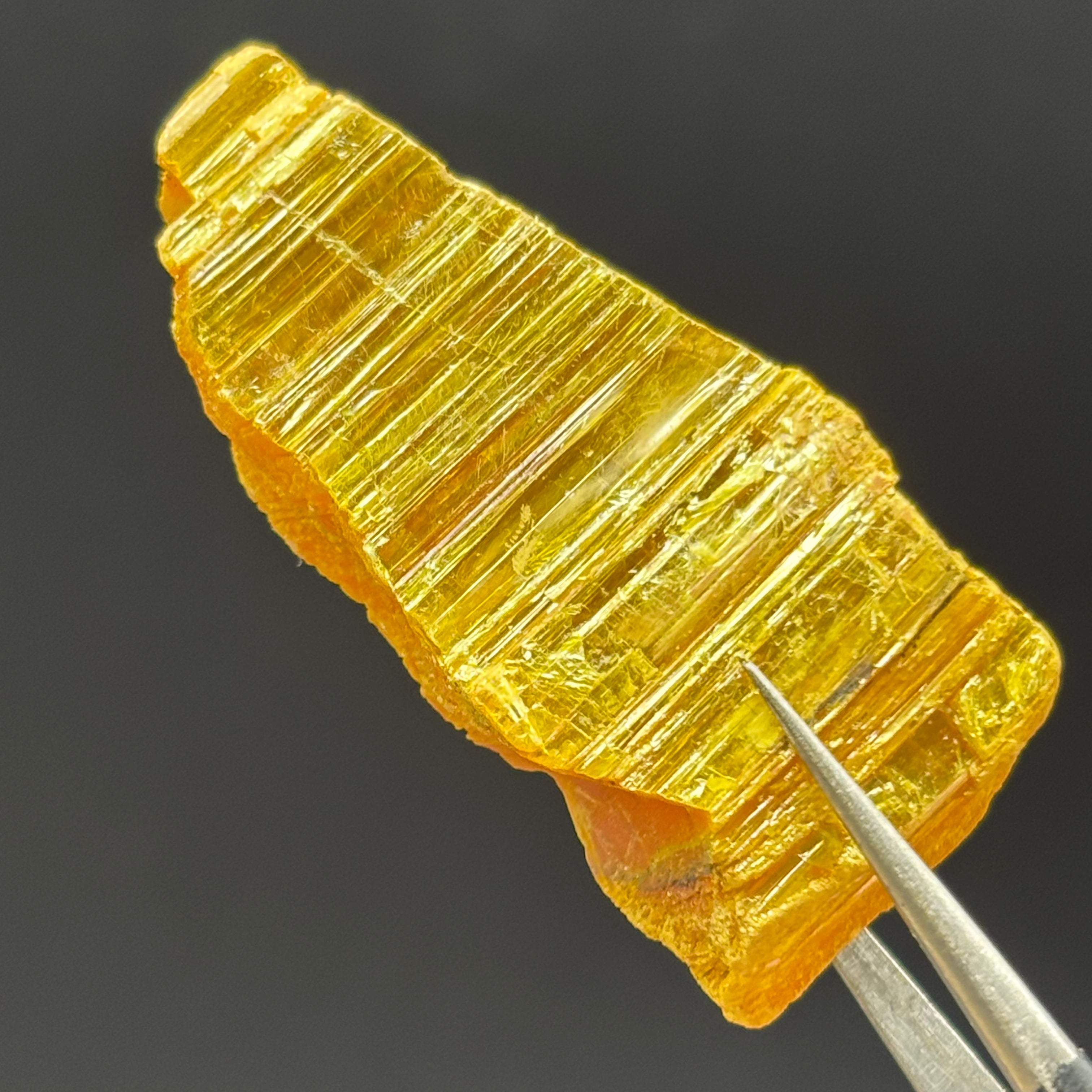 Siberian Orpiment - 026