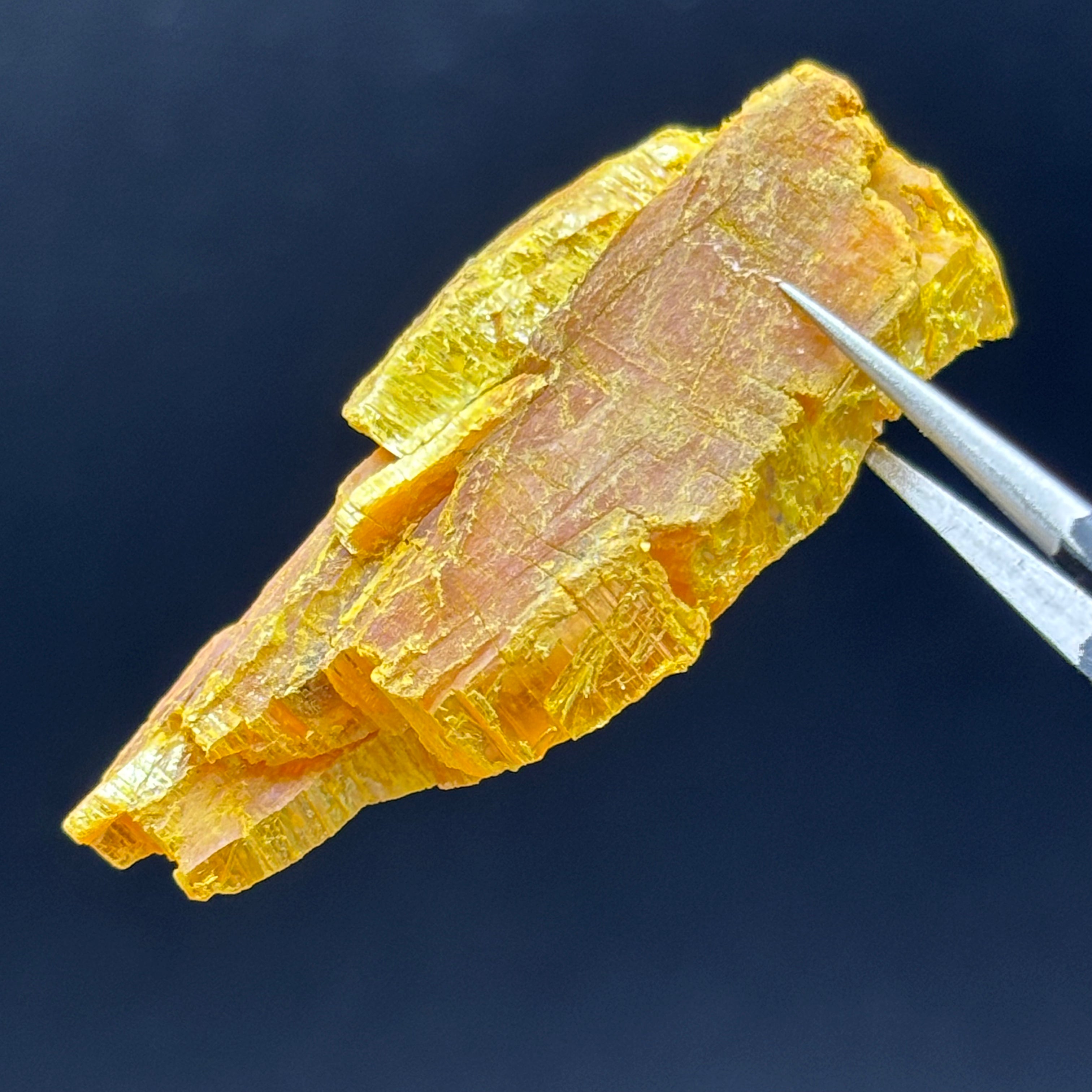 Siberian Orpiment - 028