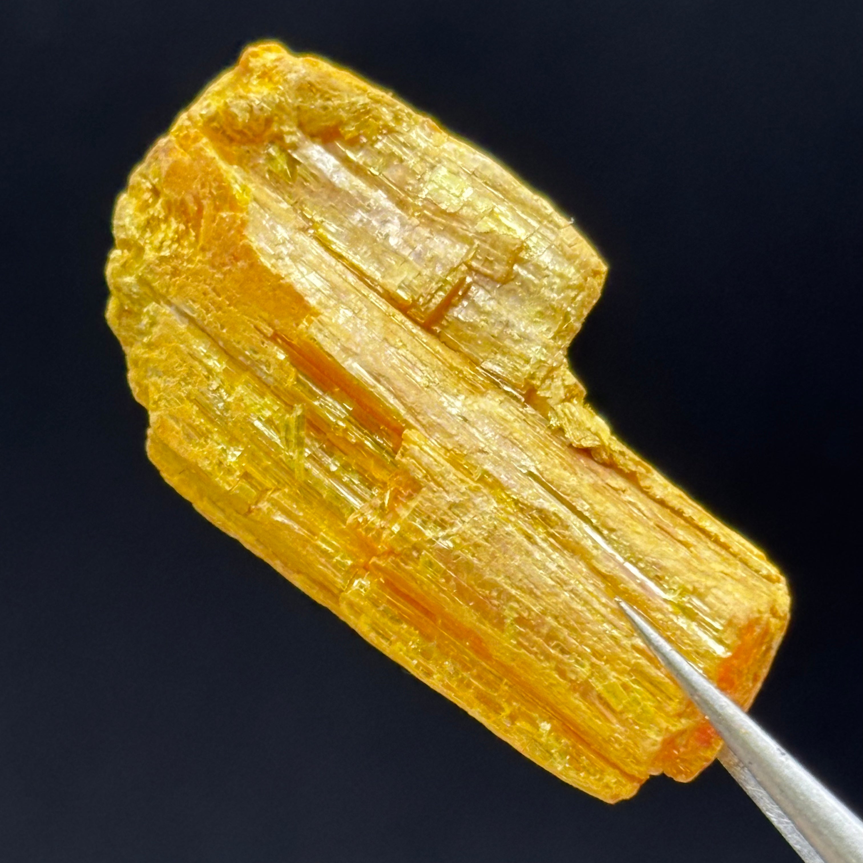 Siberian Orpiment - 029