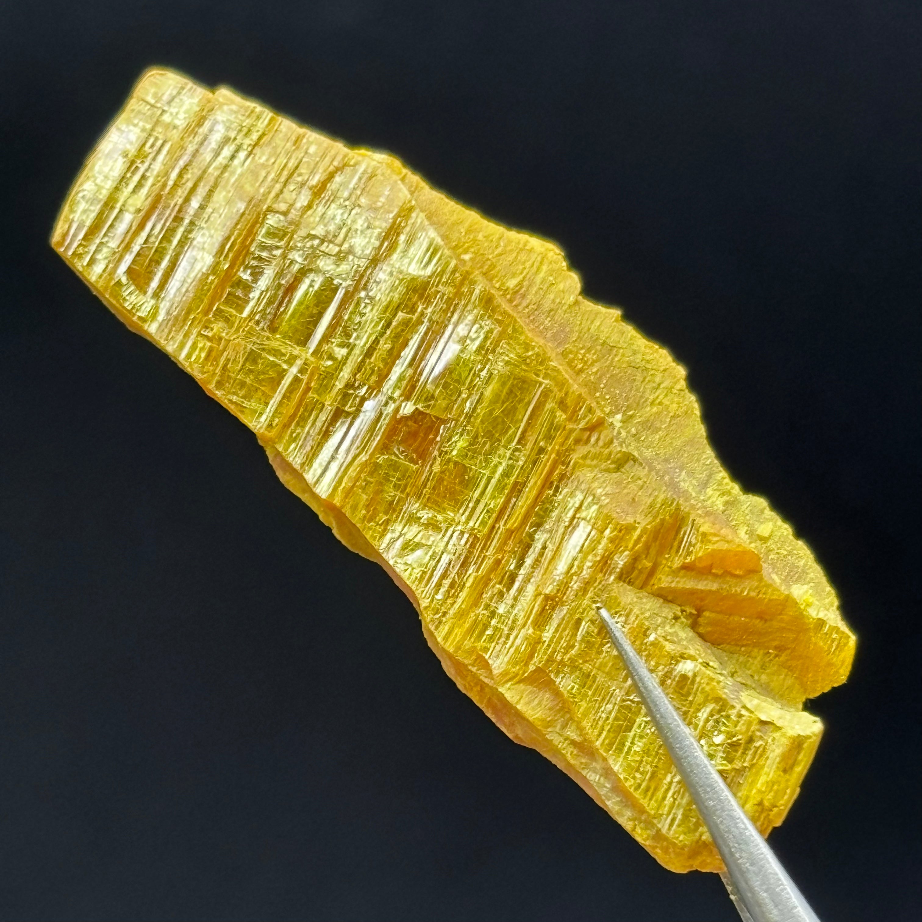 Siberian Orpiment - 039
