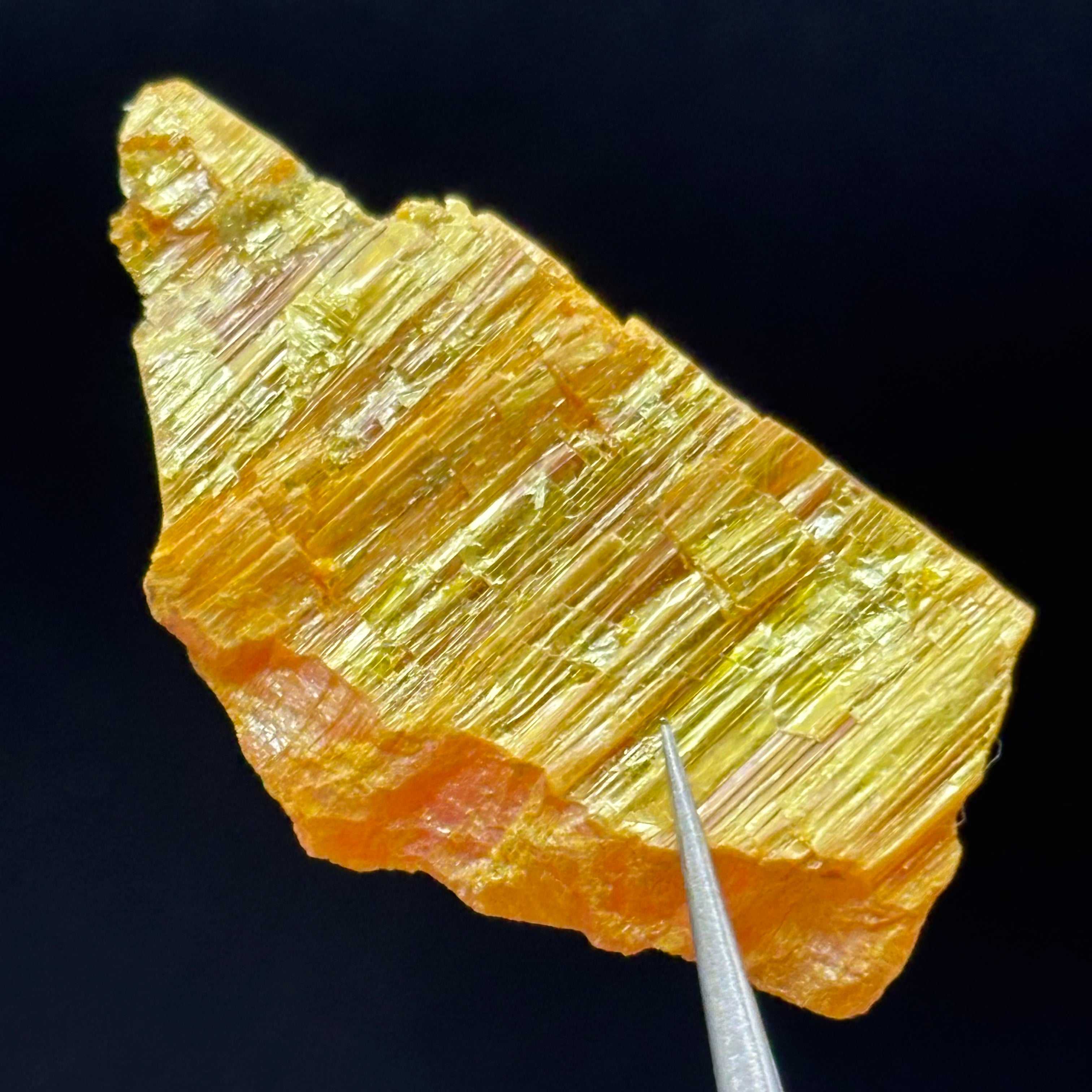 Siberian Orpiment - 043