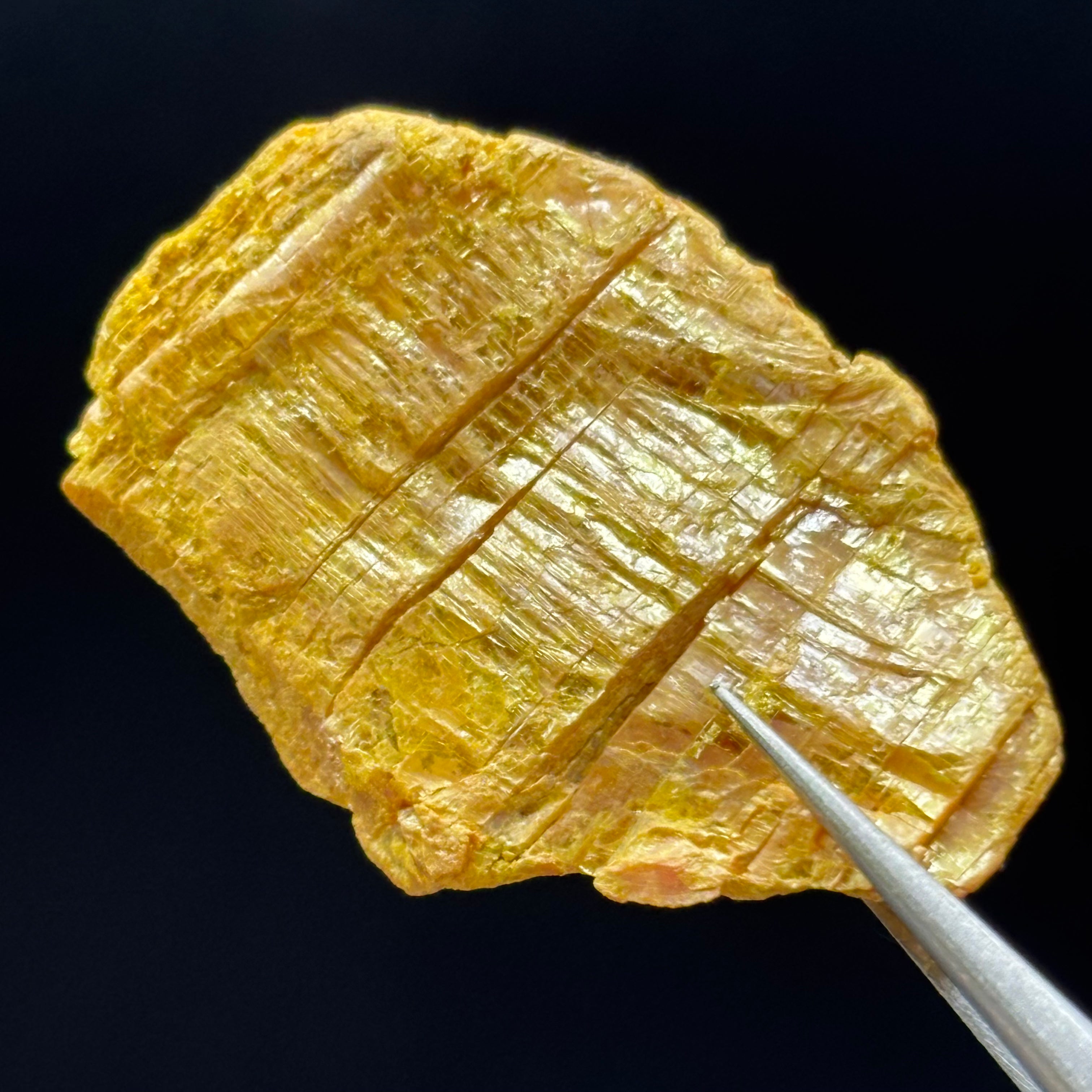 Siberian Orpiment - 056