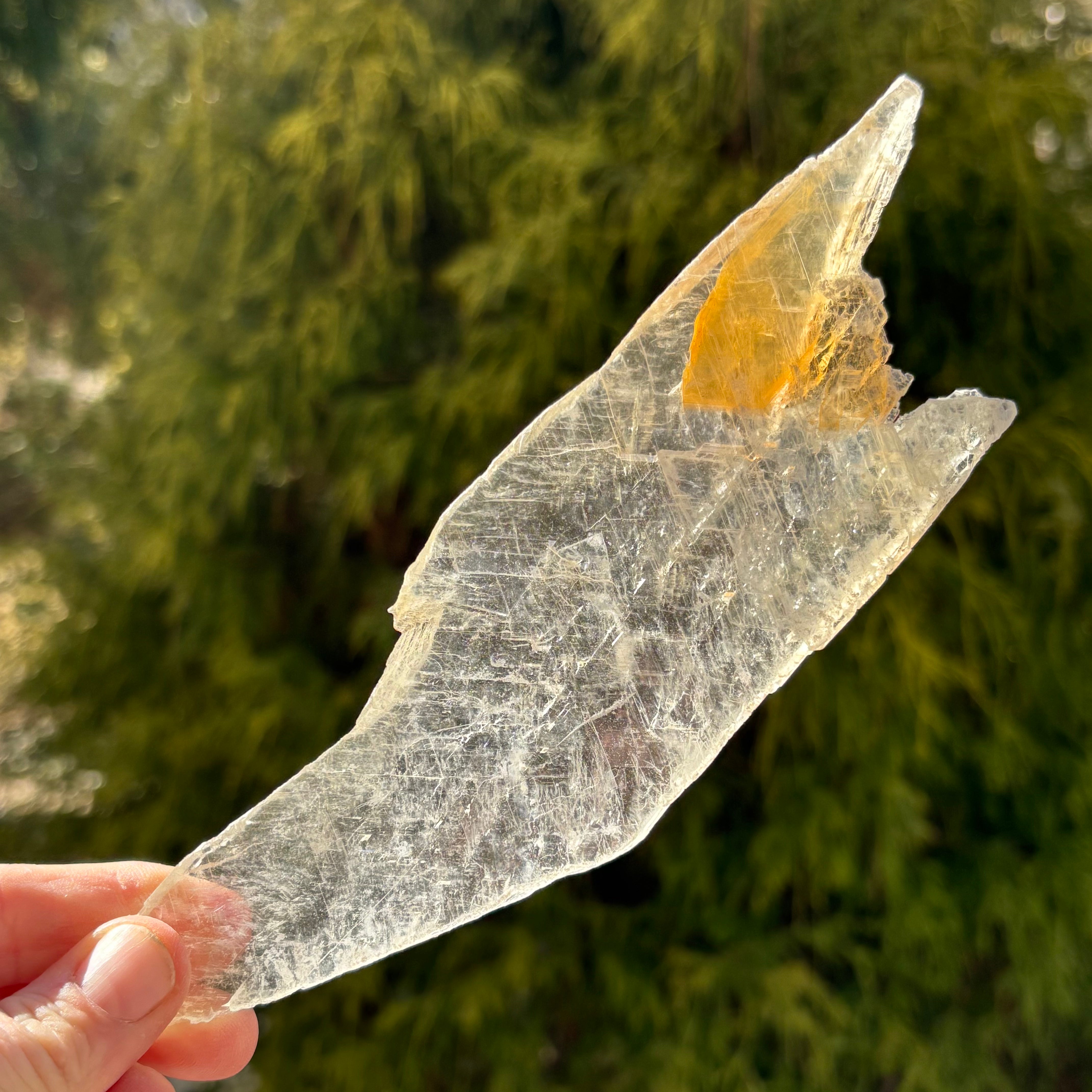 Golden Selenite Window - 536