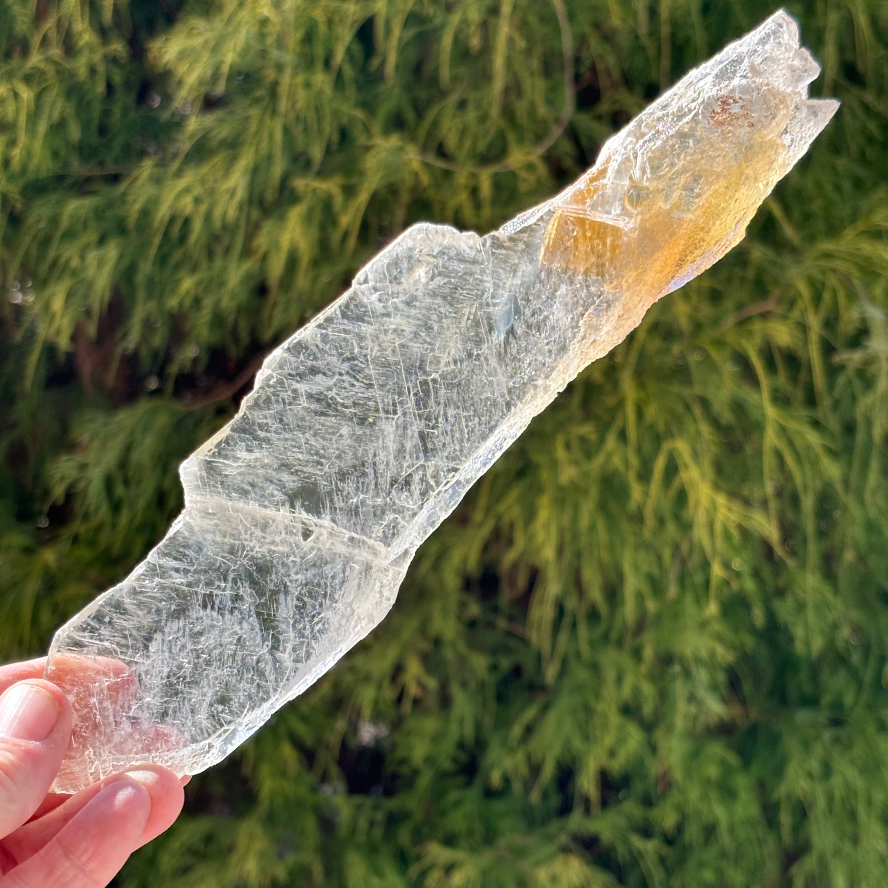 Golden Selenite Window - 546