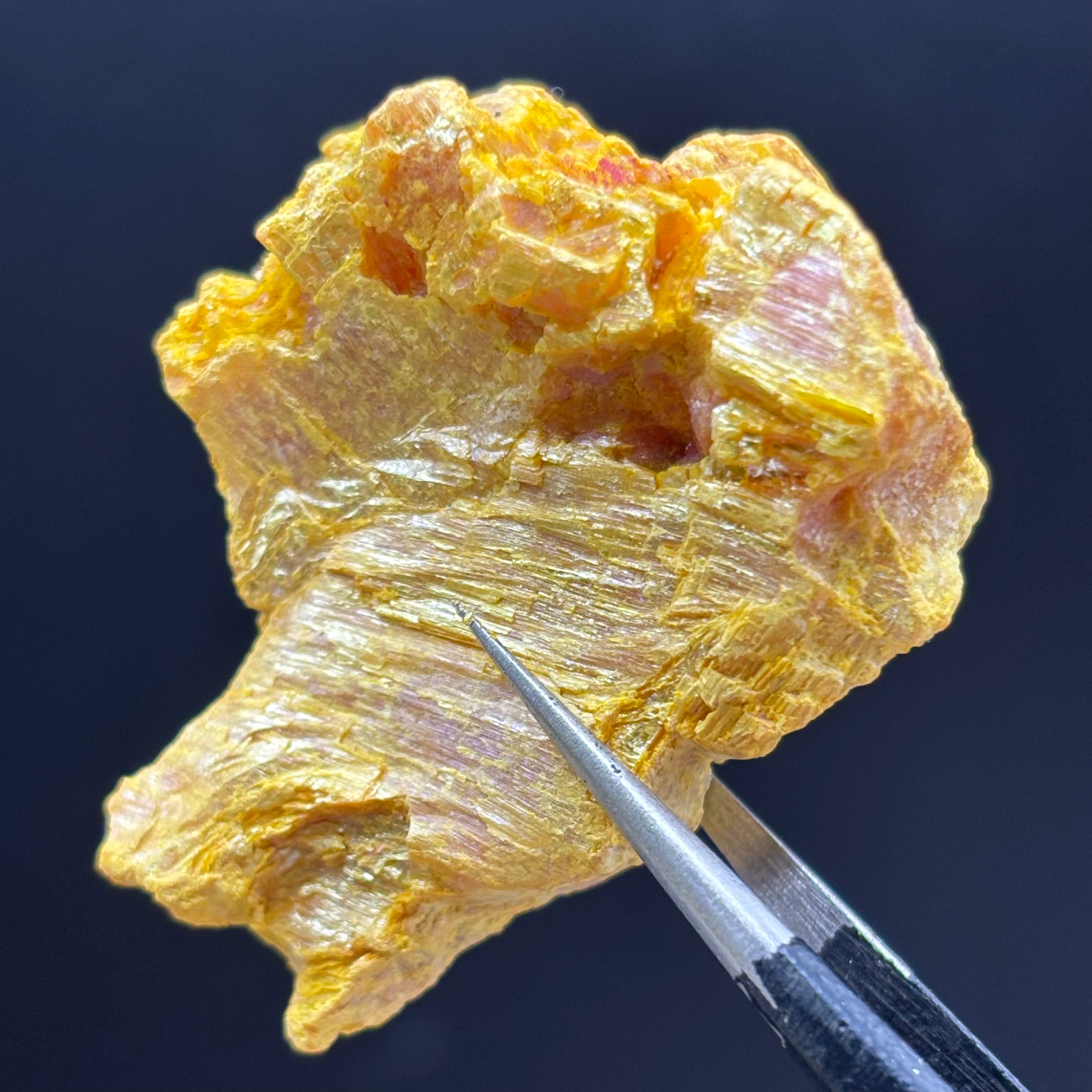 Siberian Orpiment - 079