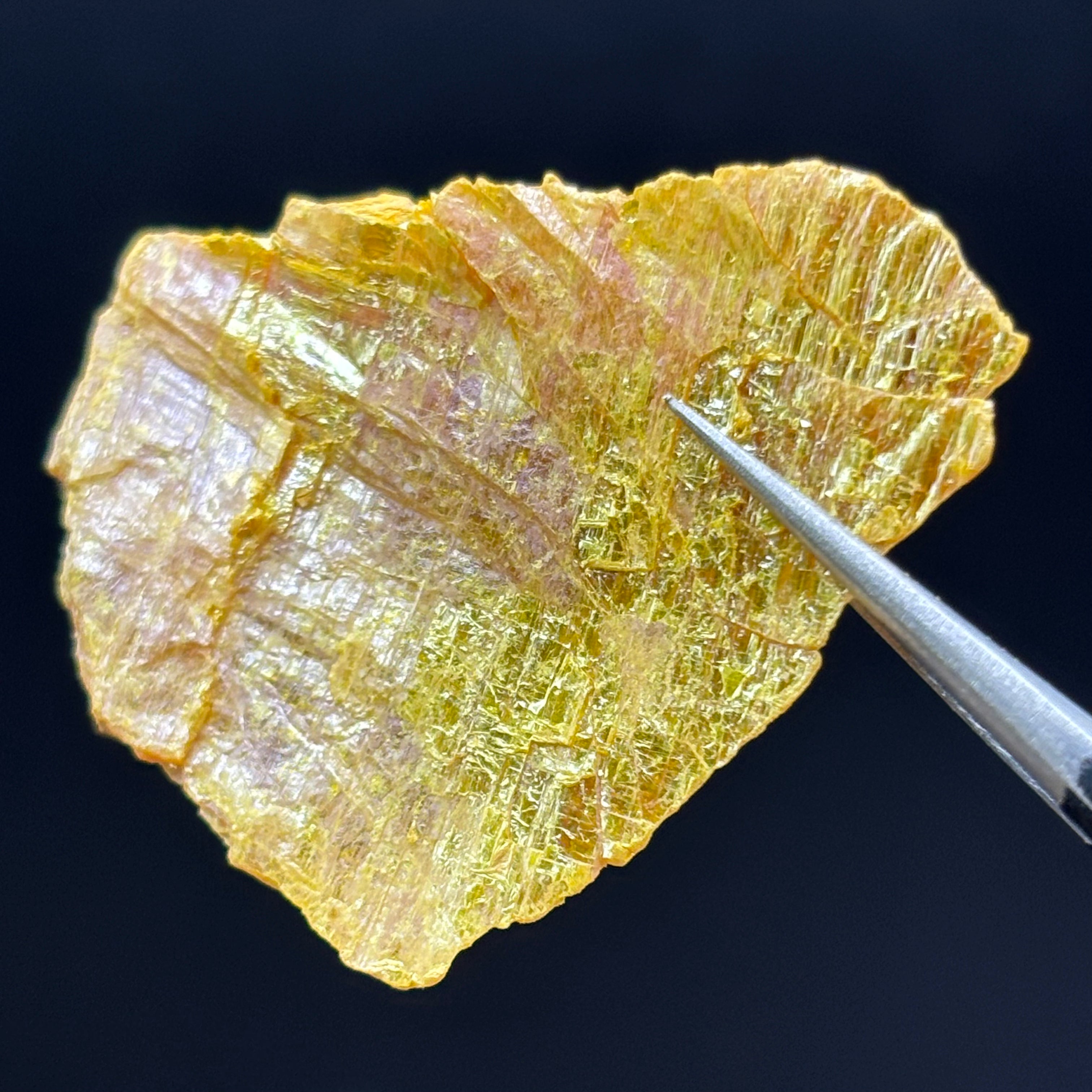 Siberian Orpiment - 084