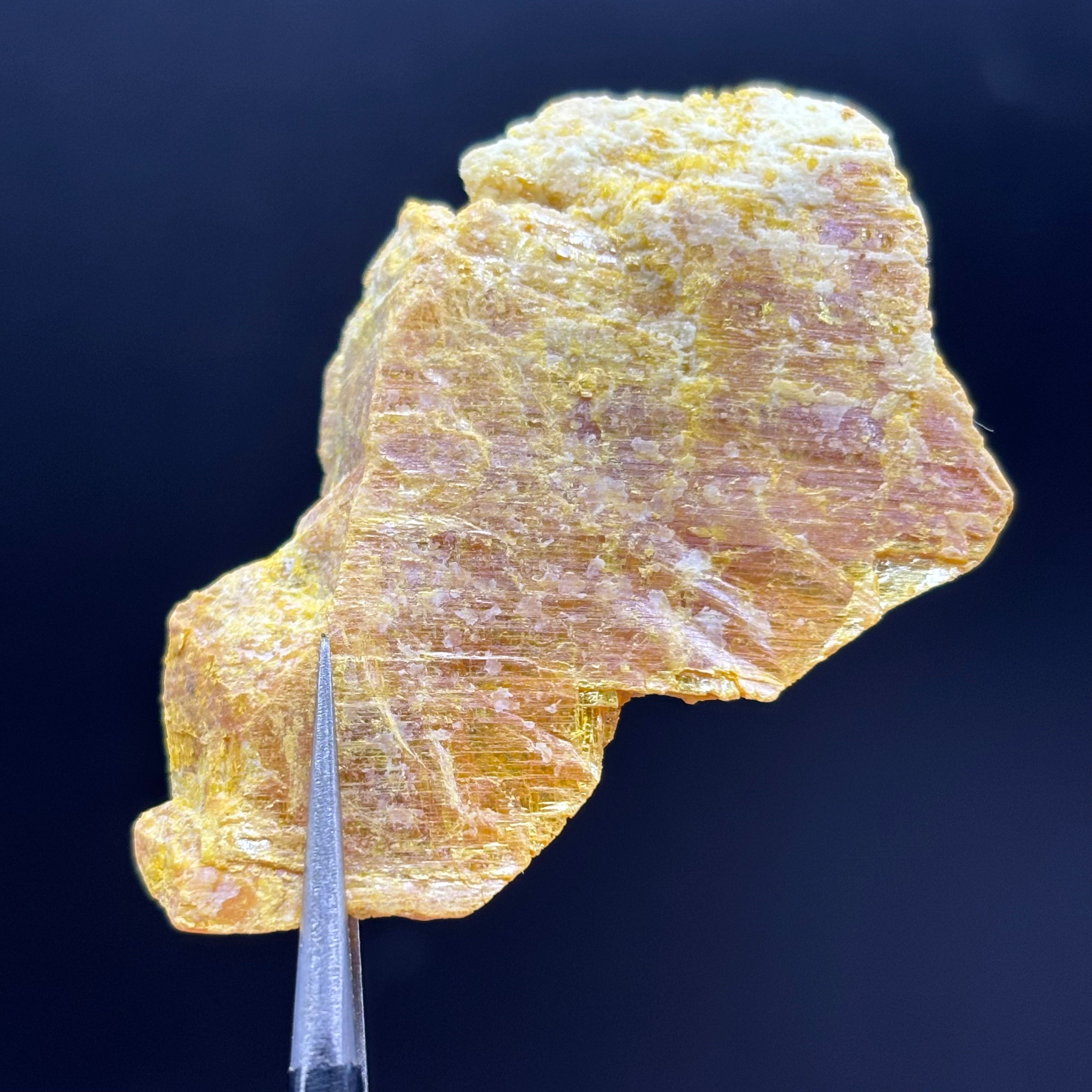 Siberian Orpiment - 089