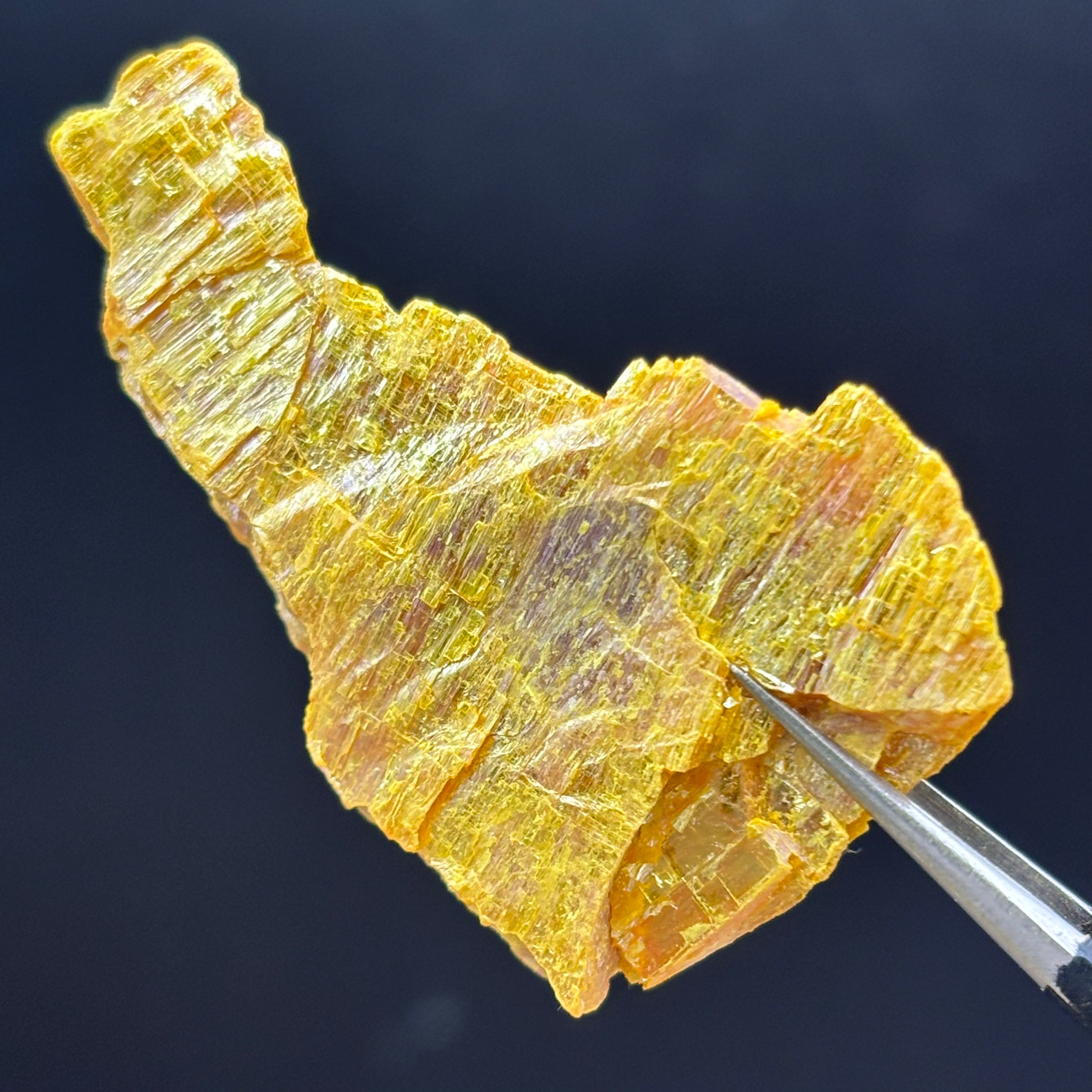 Siberian Orpiment - 091