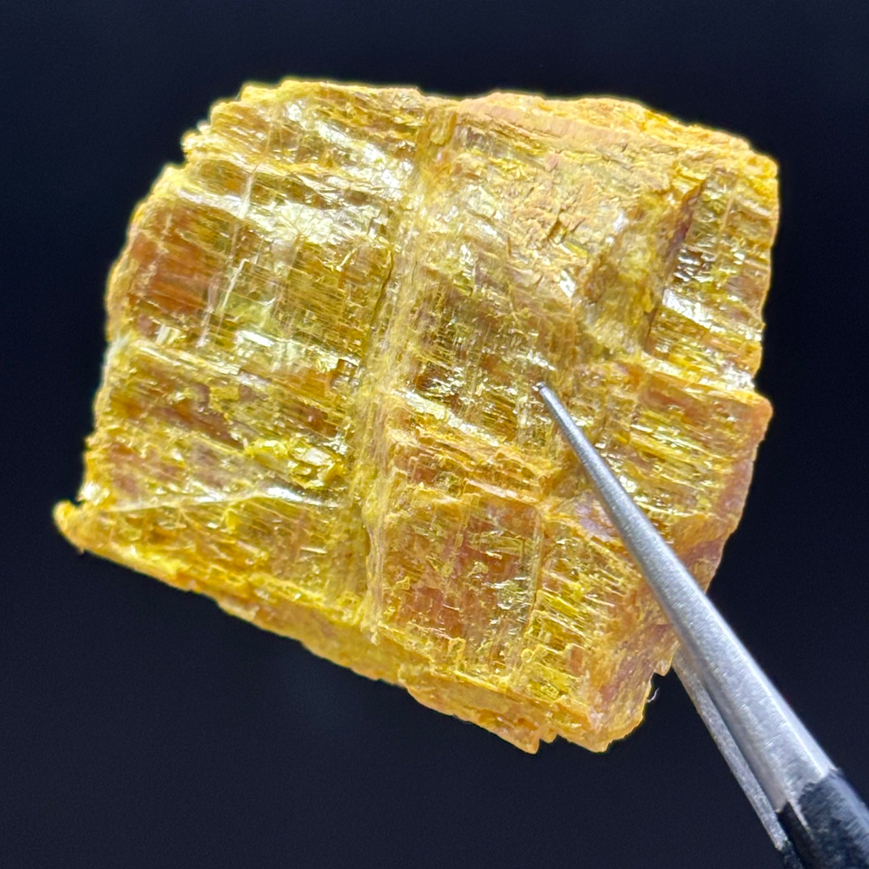Siberian Orpiment - 094