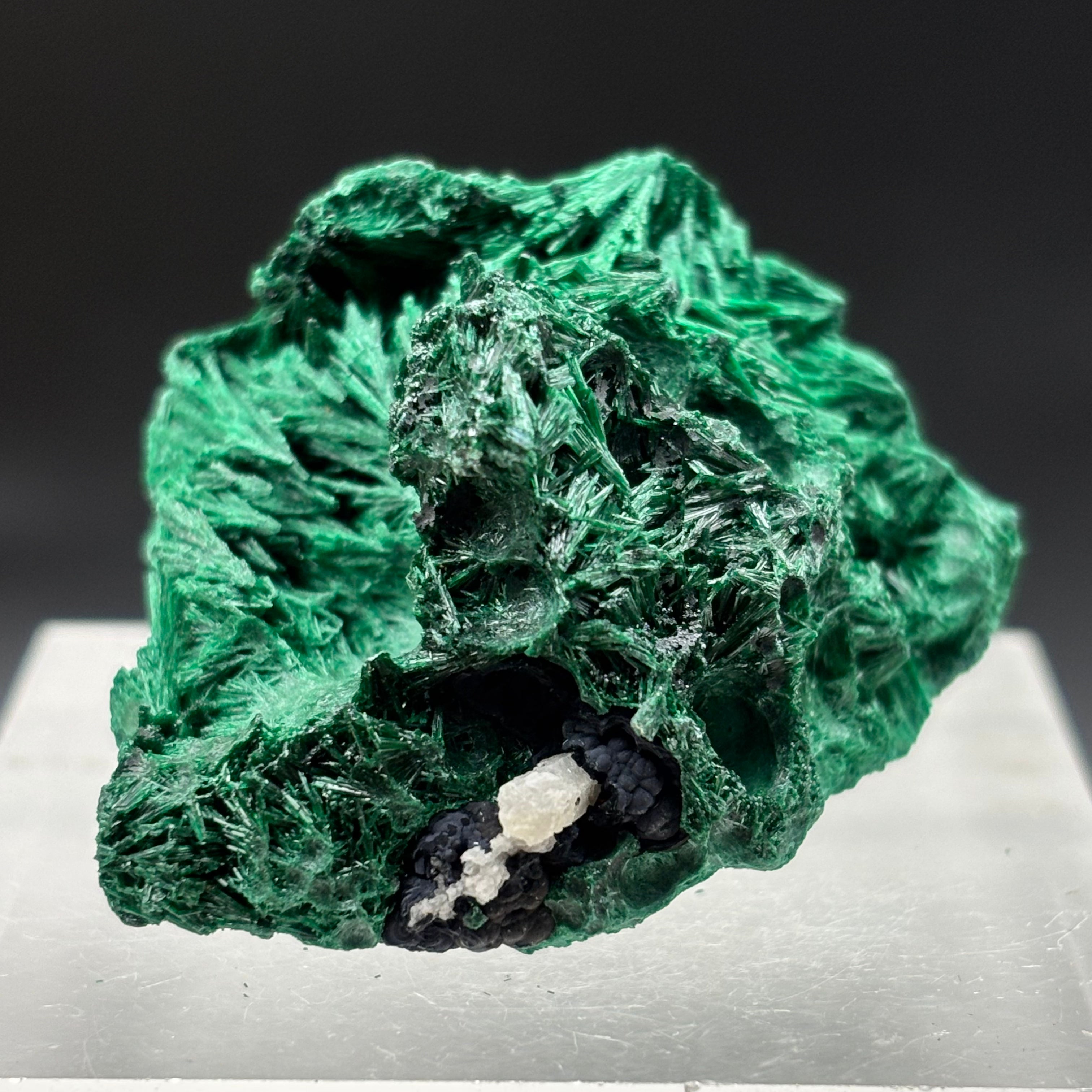 Emperor Malachite - 138