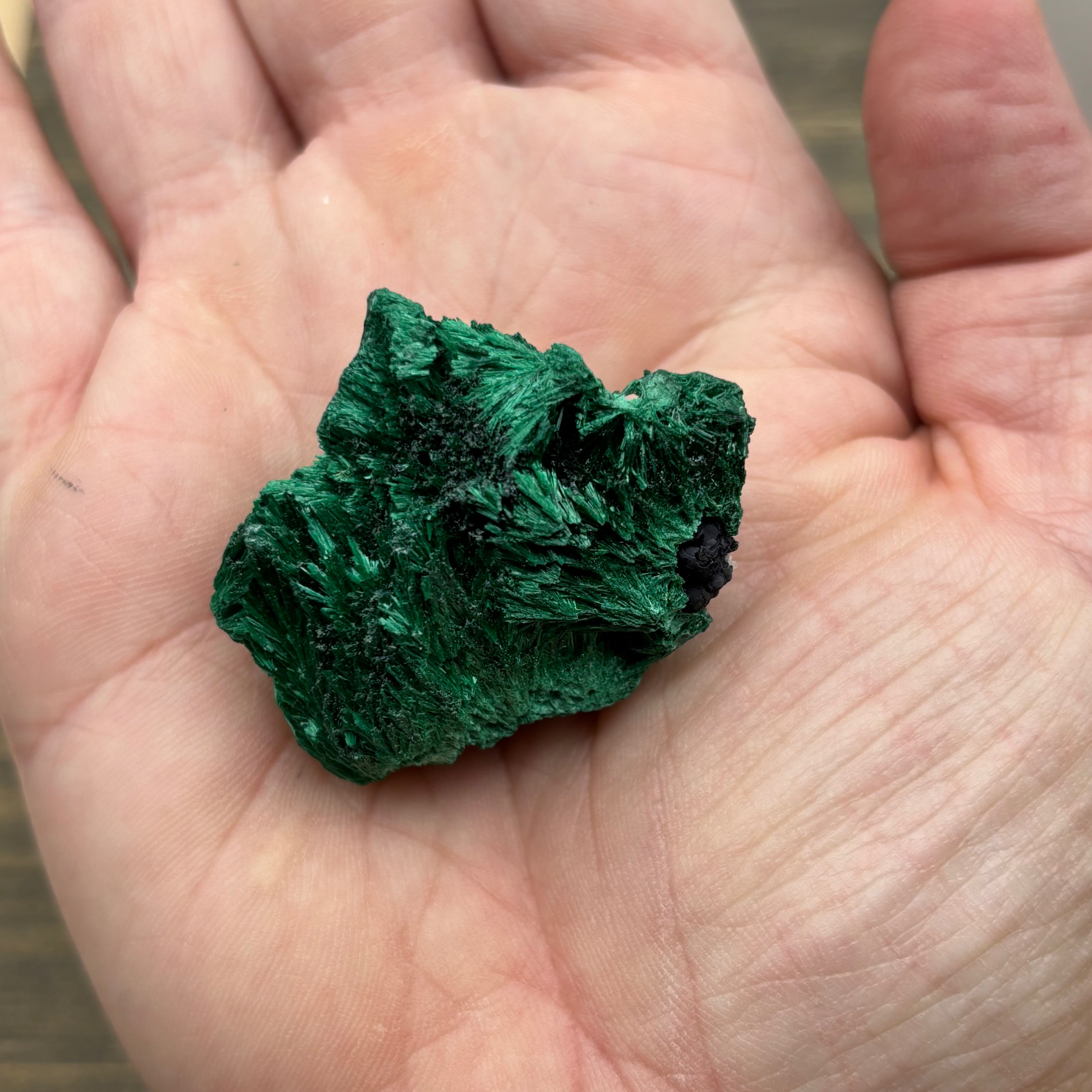 Emperor Malachite - 138