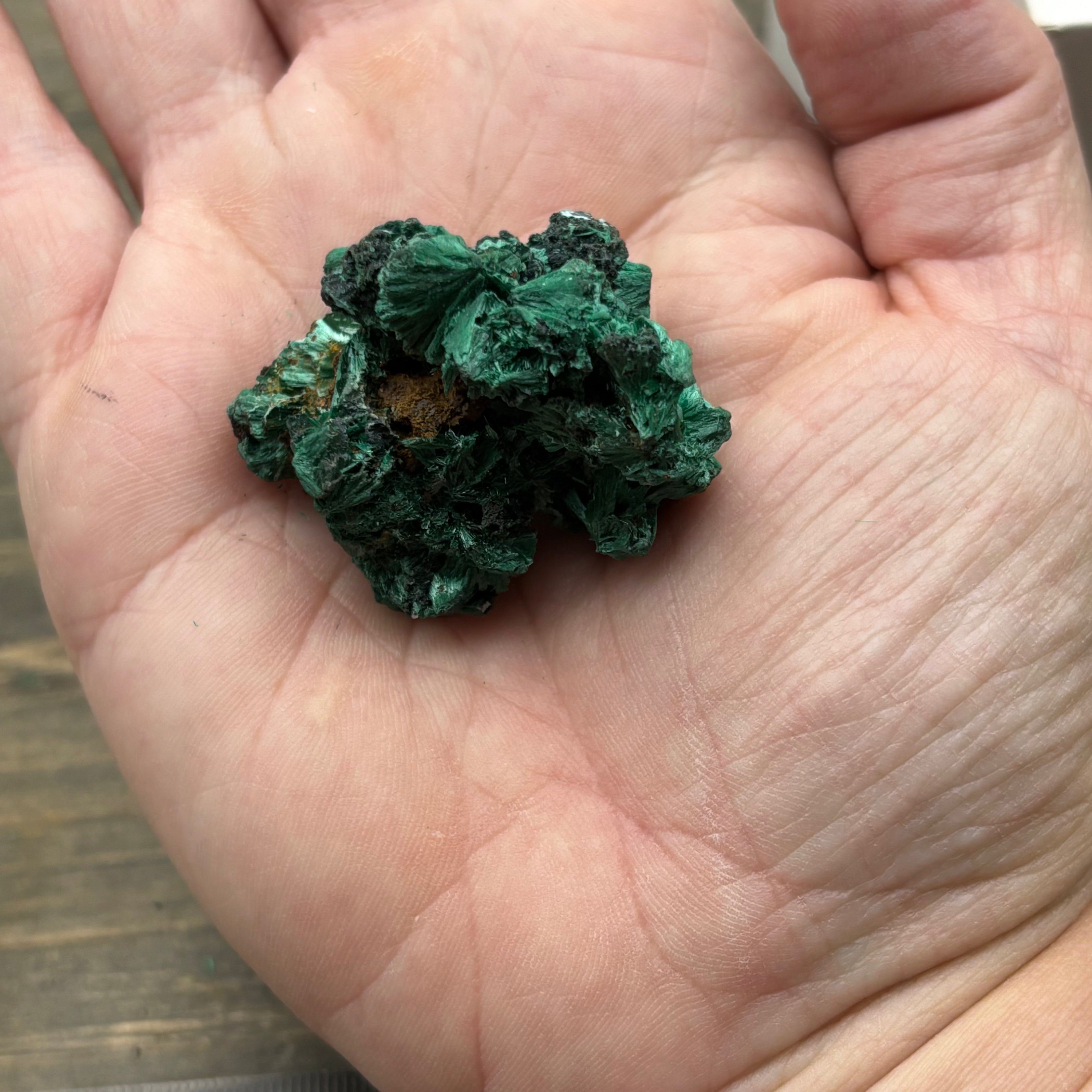 Emperor Malachite - 143