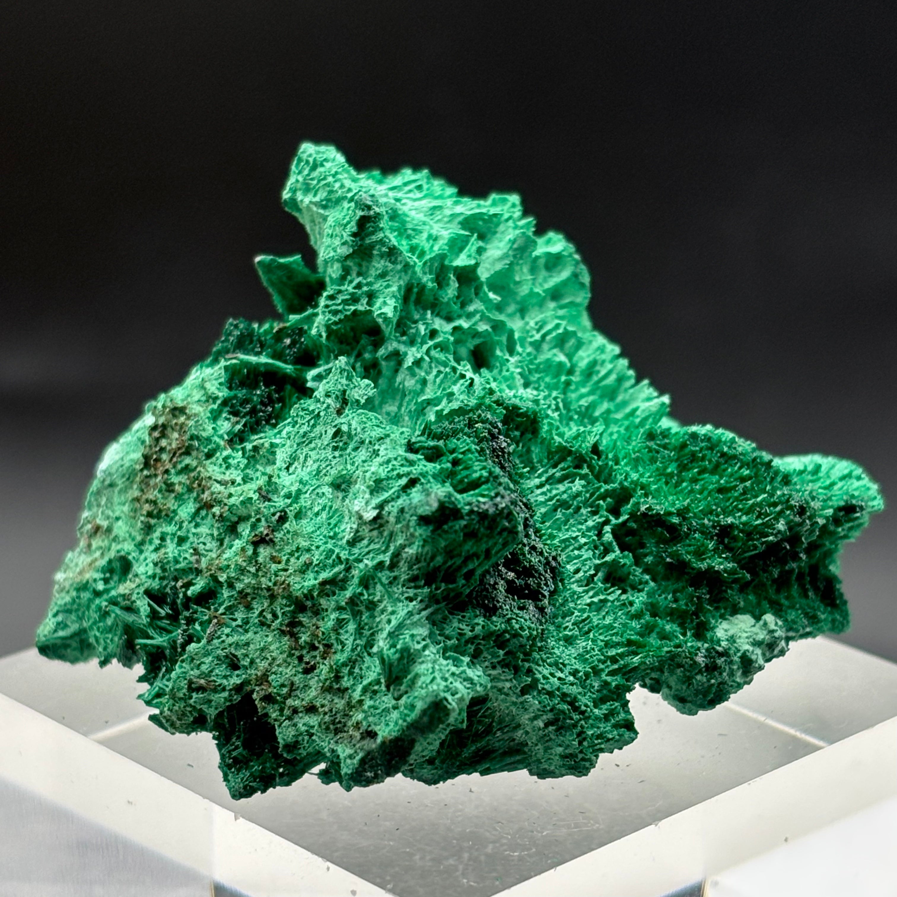 Emperor Malachite - 144