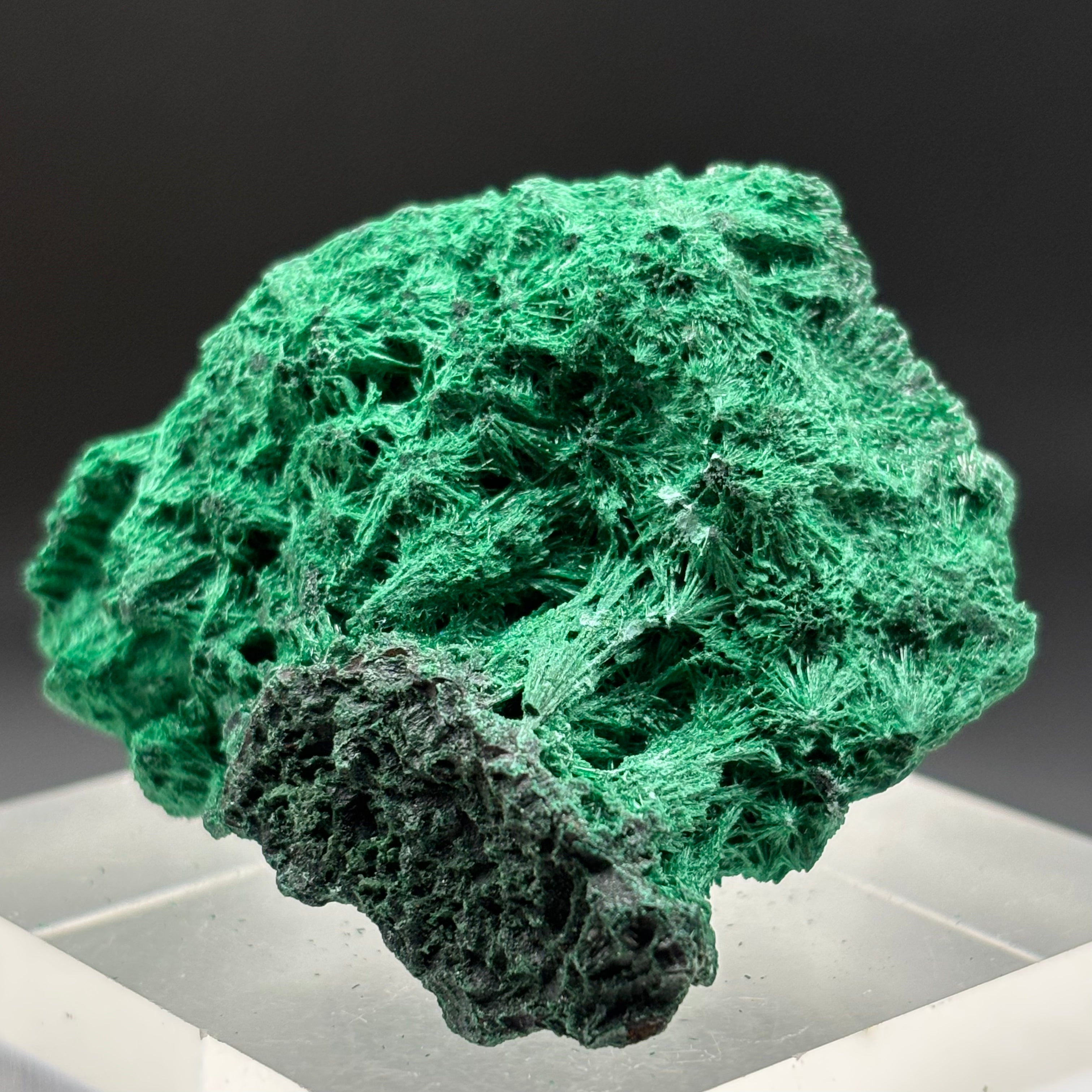 Emperor Malachite - 146