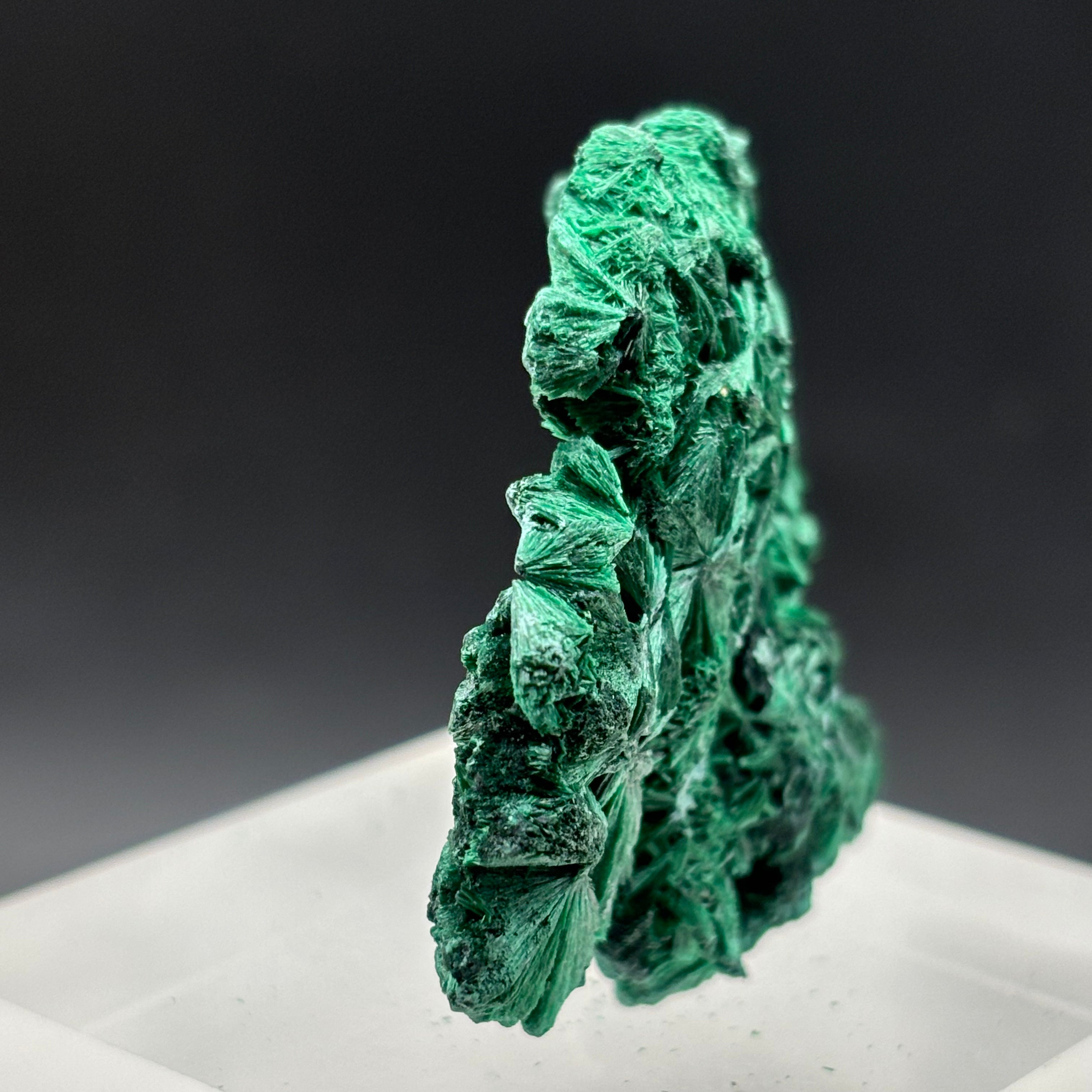 Emperor Malachite - 147