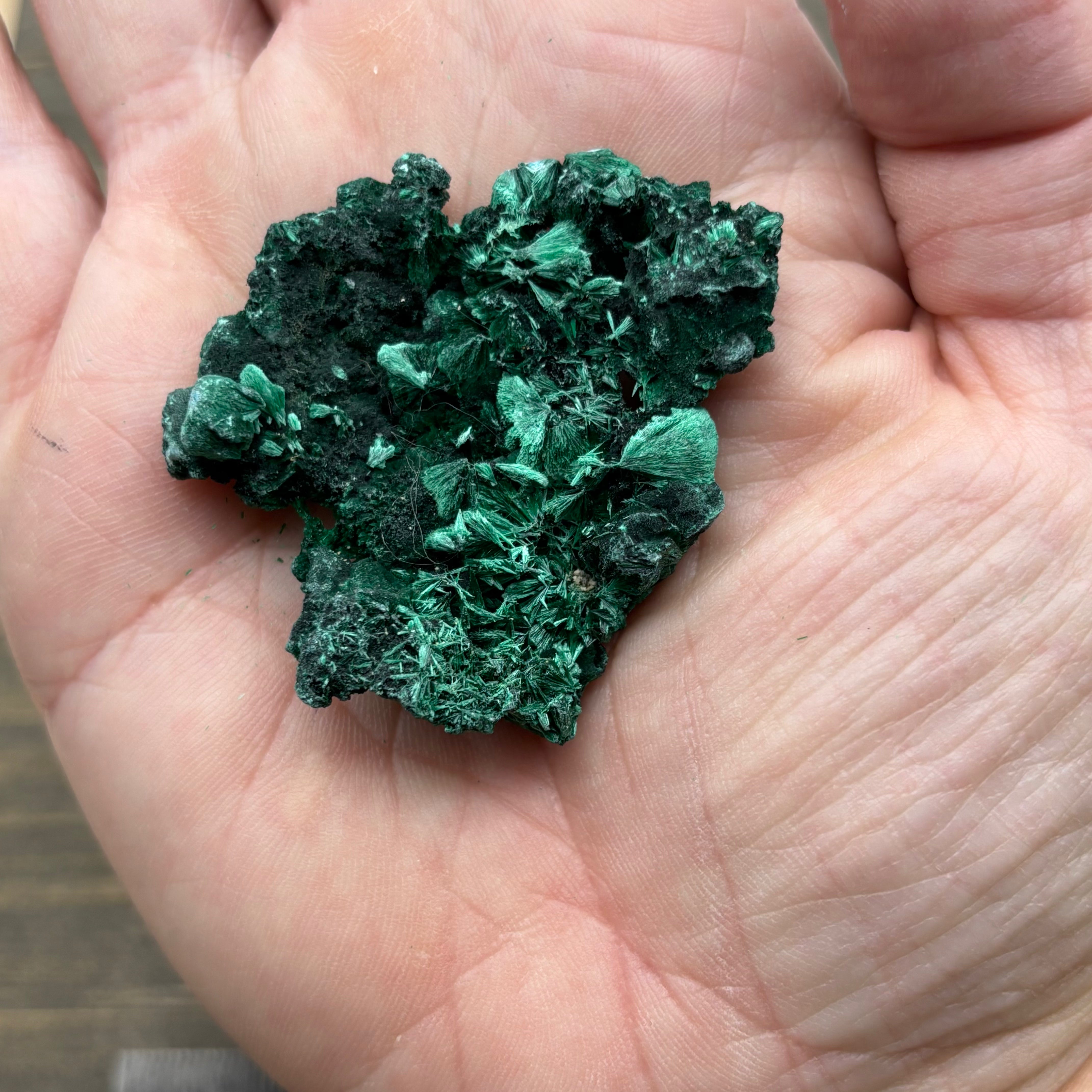Emperor Malachite - 147