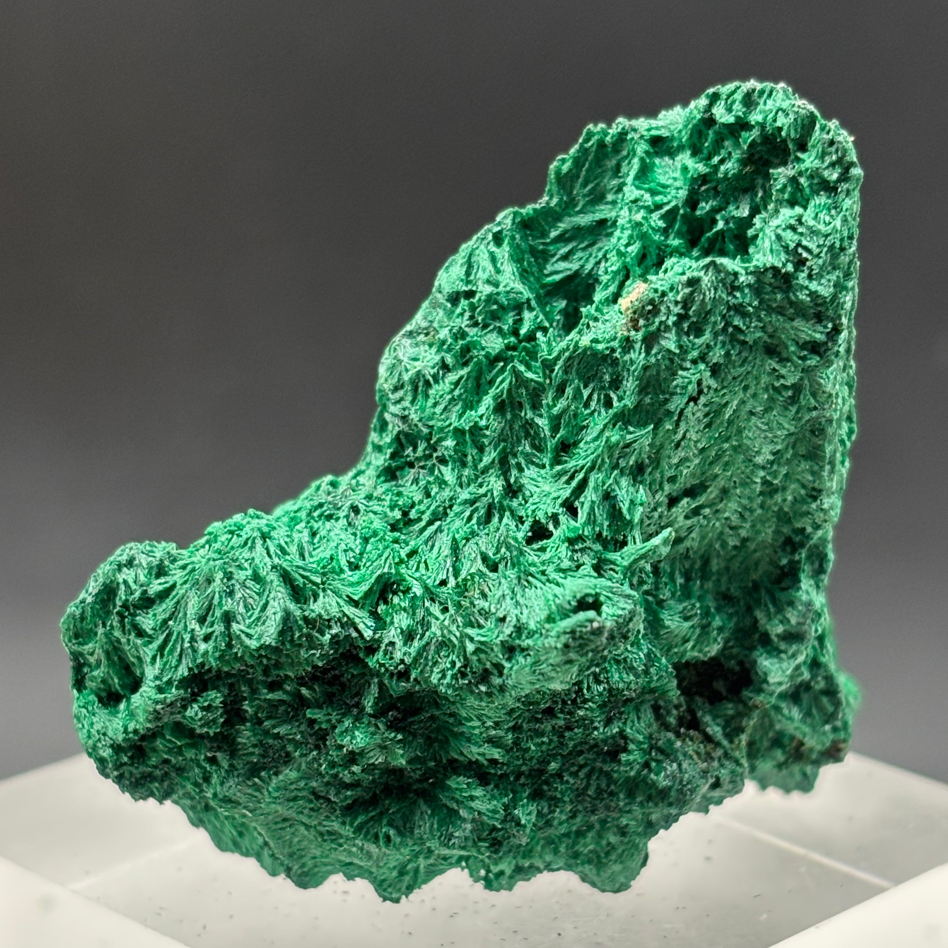 Emperor Malachite - 151