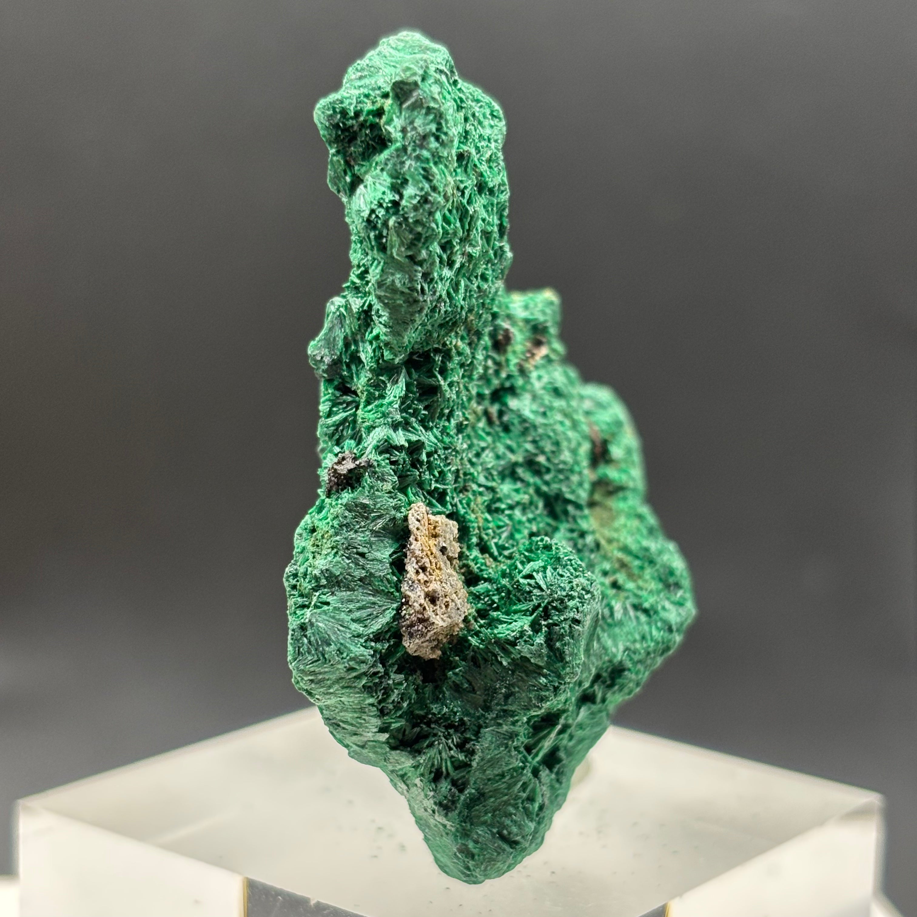 Emperor Malachite - 152