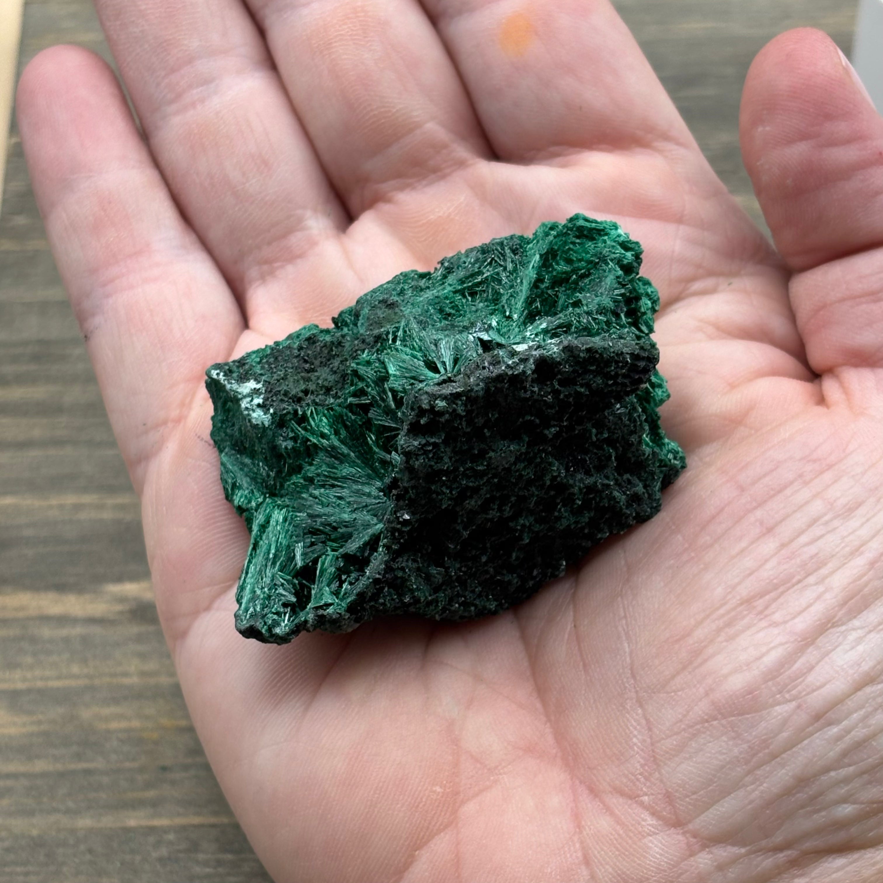 Emperor Malachite - 156