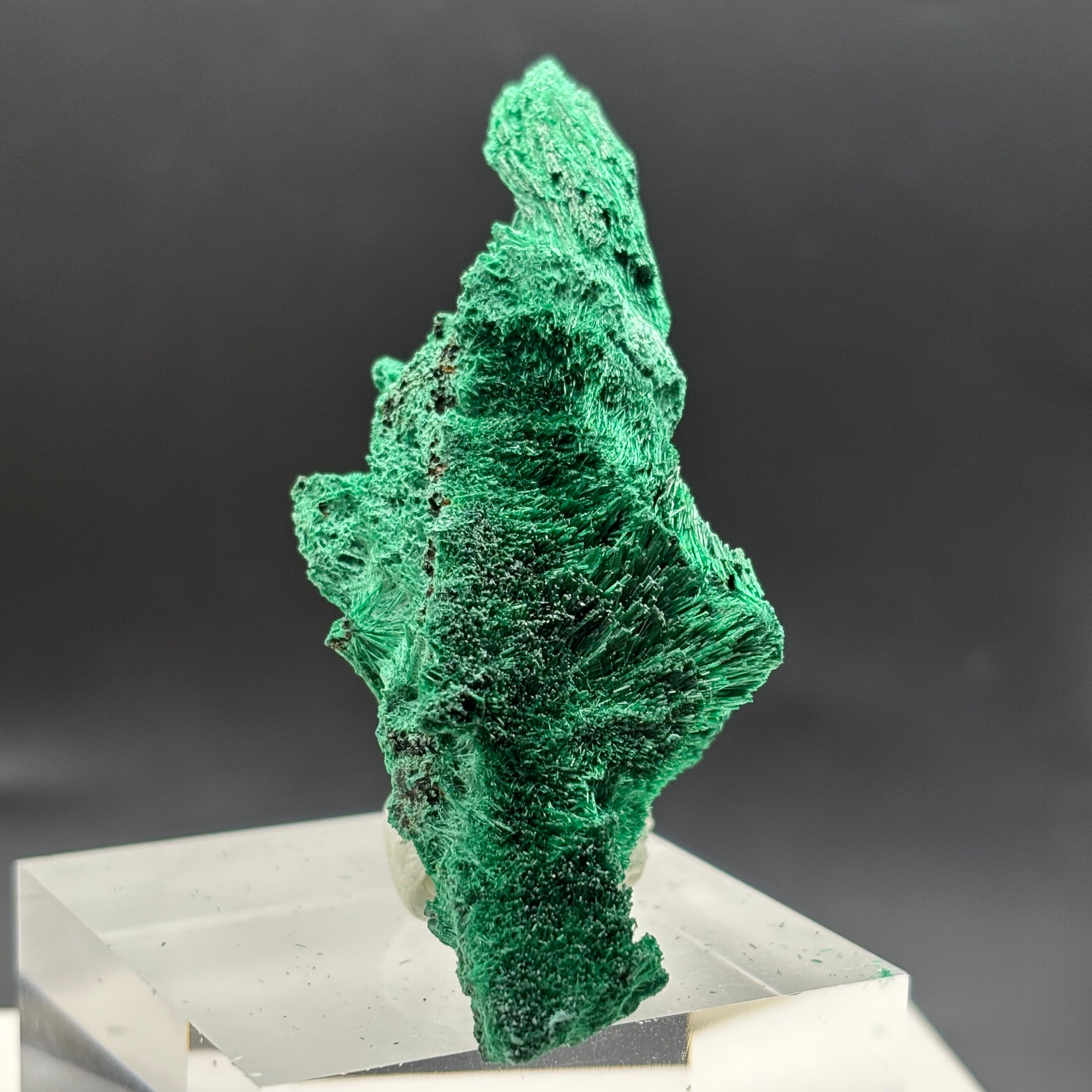 Emperor Malachite - 157