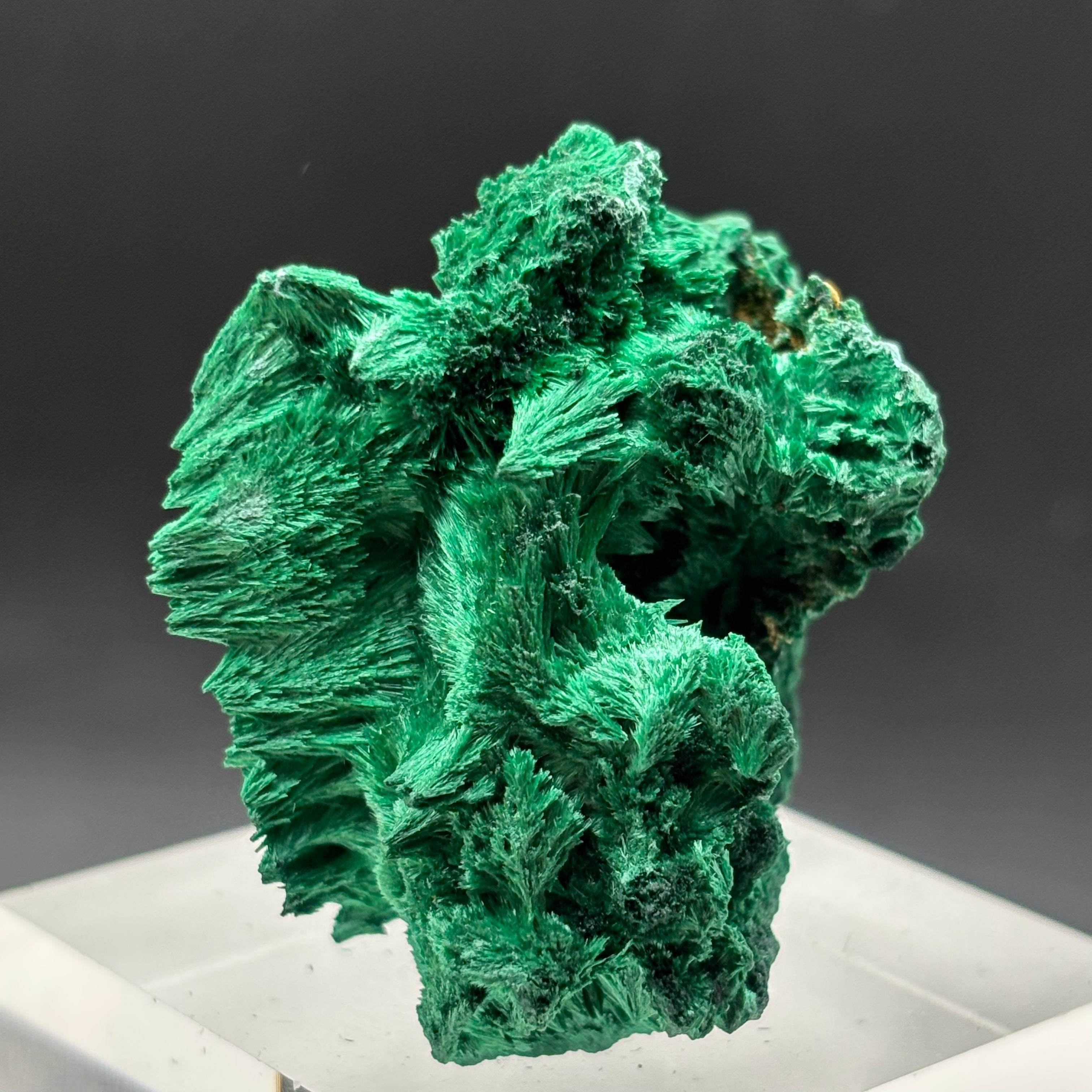 Emperor Malachite - 159