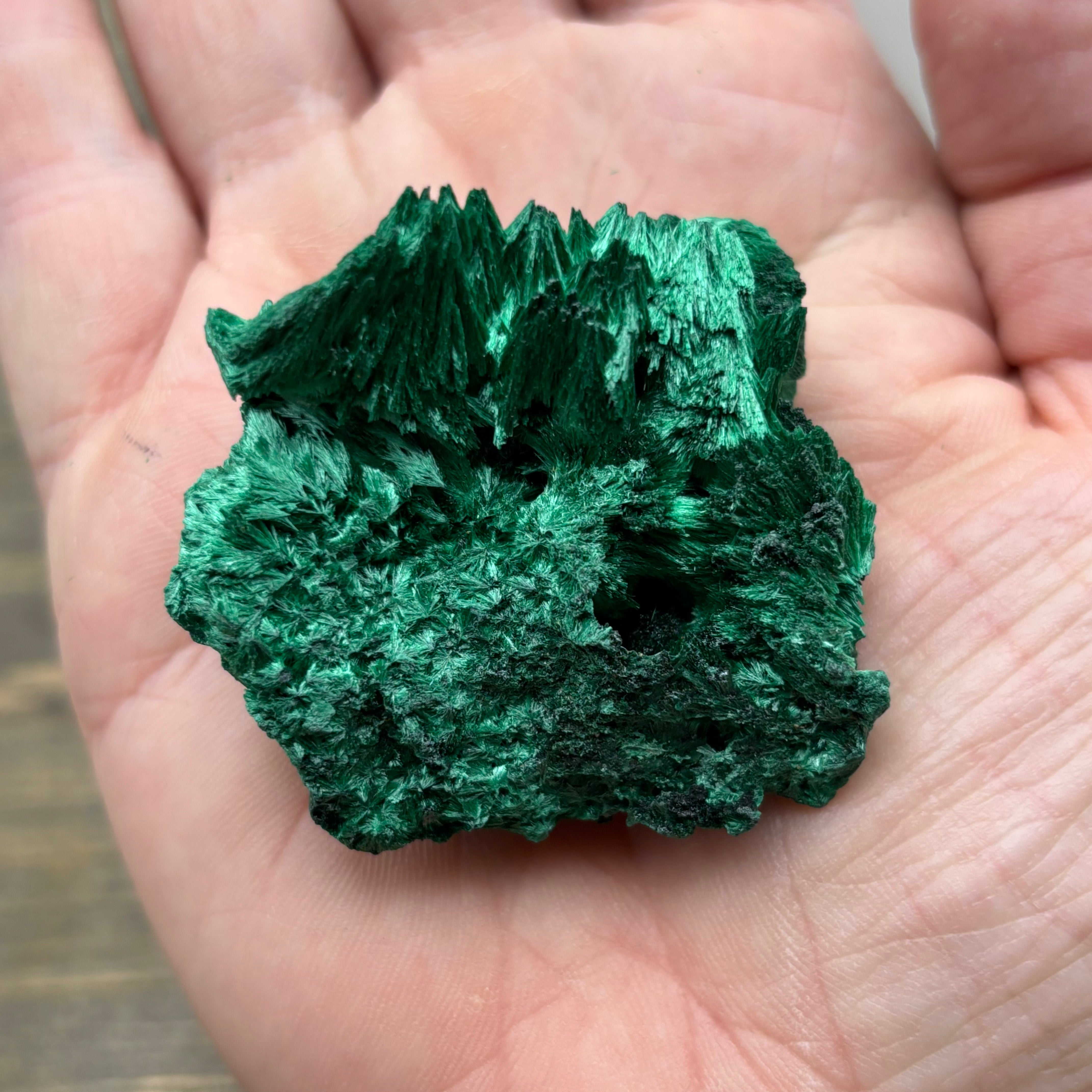 Emperor Malachite - 159