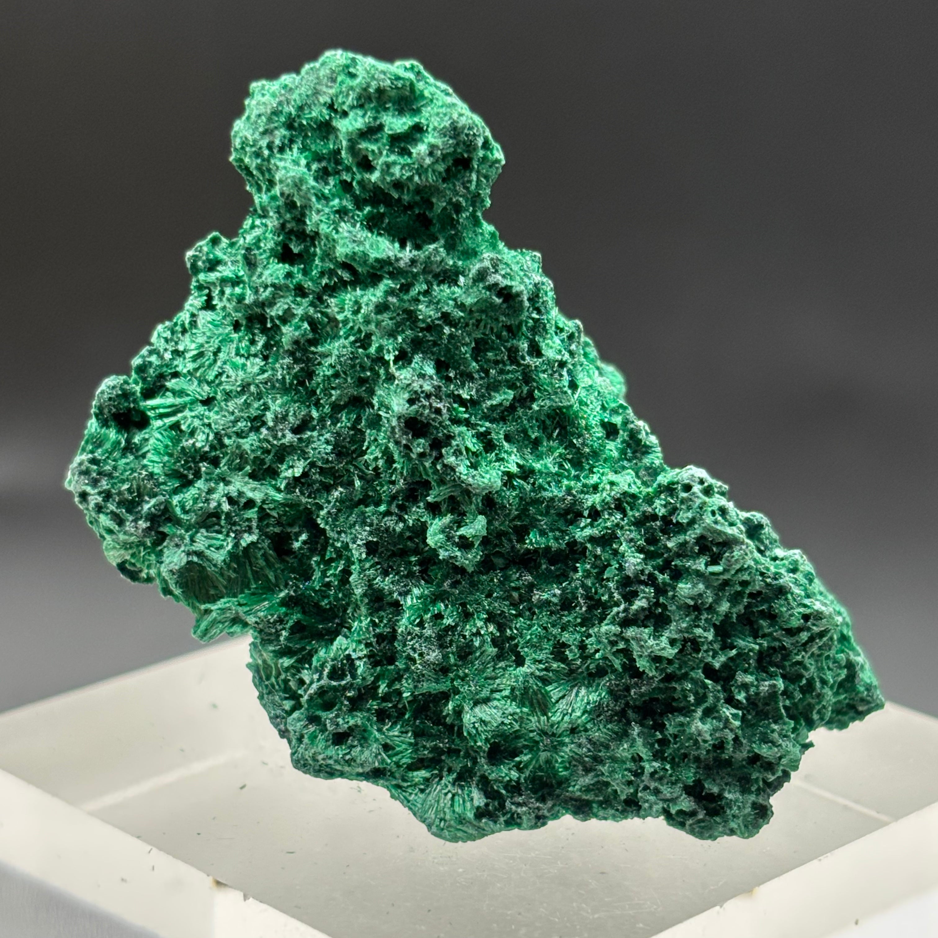 Emperor Malachite - 162