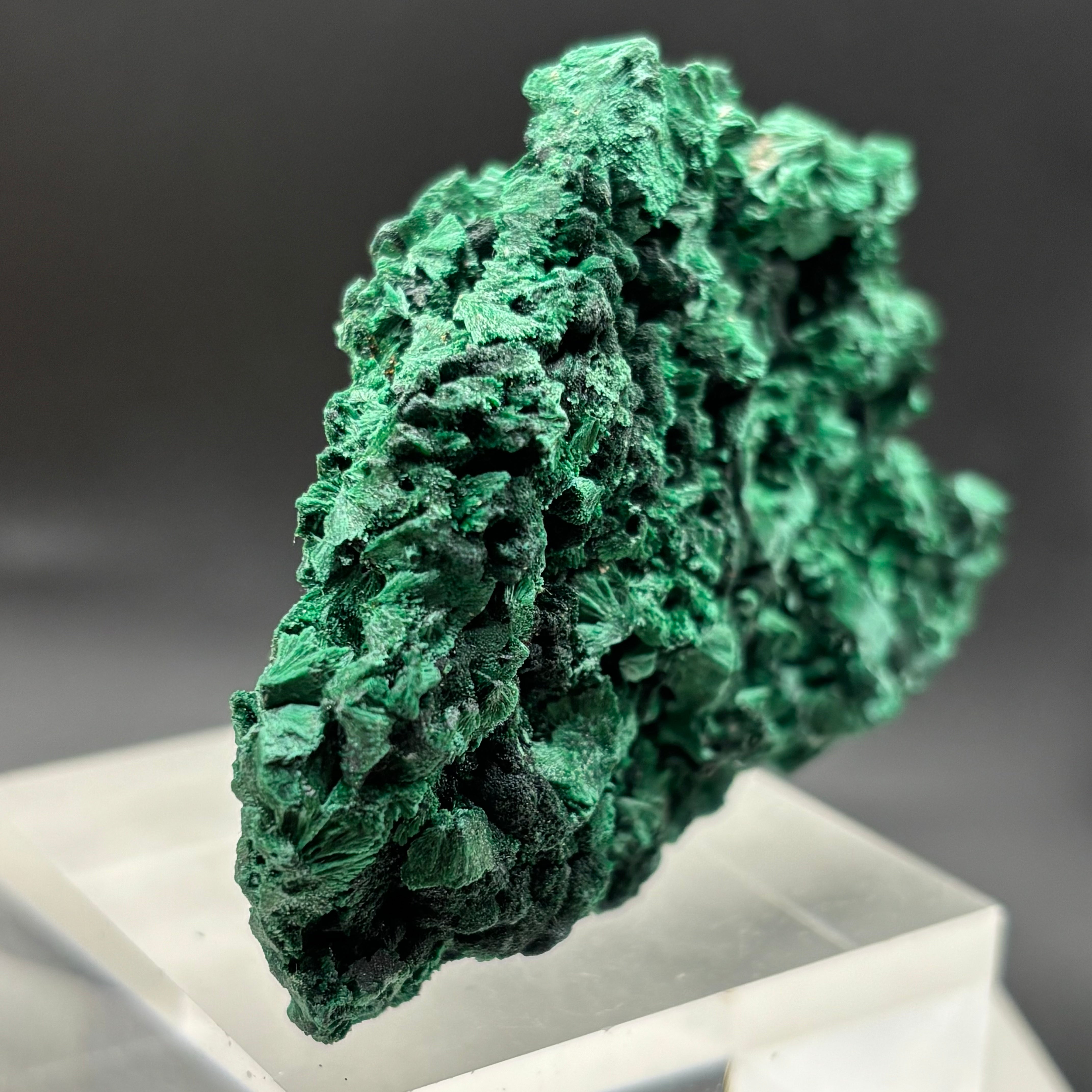 Emperor Malachite - 164