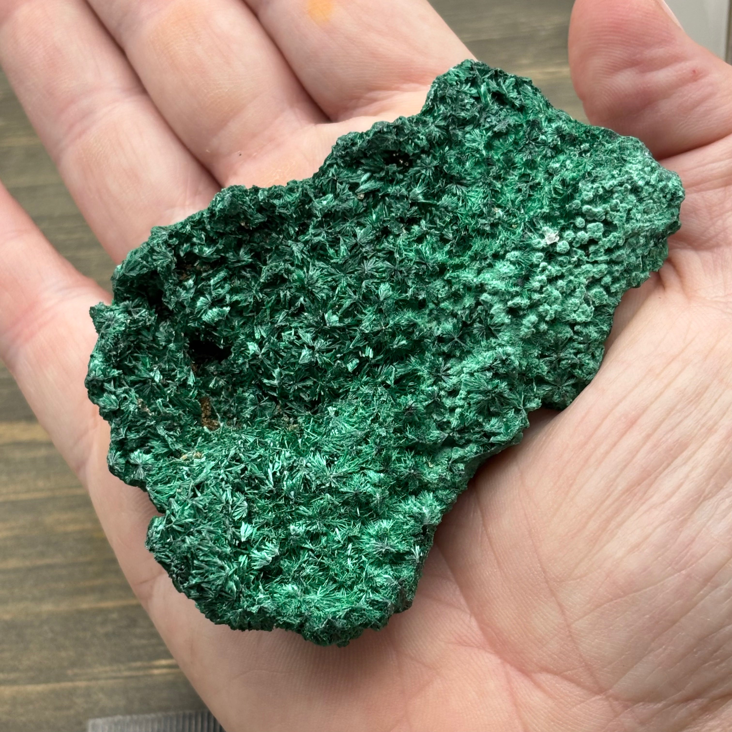 Emperor Malachite - 165