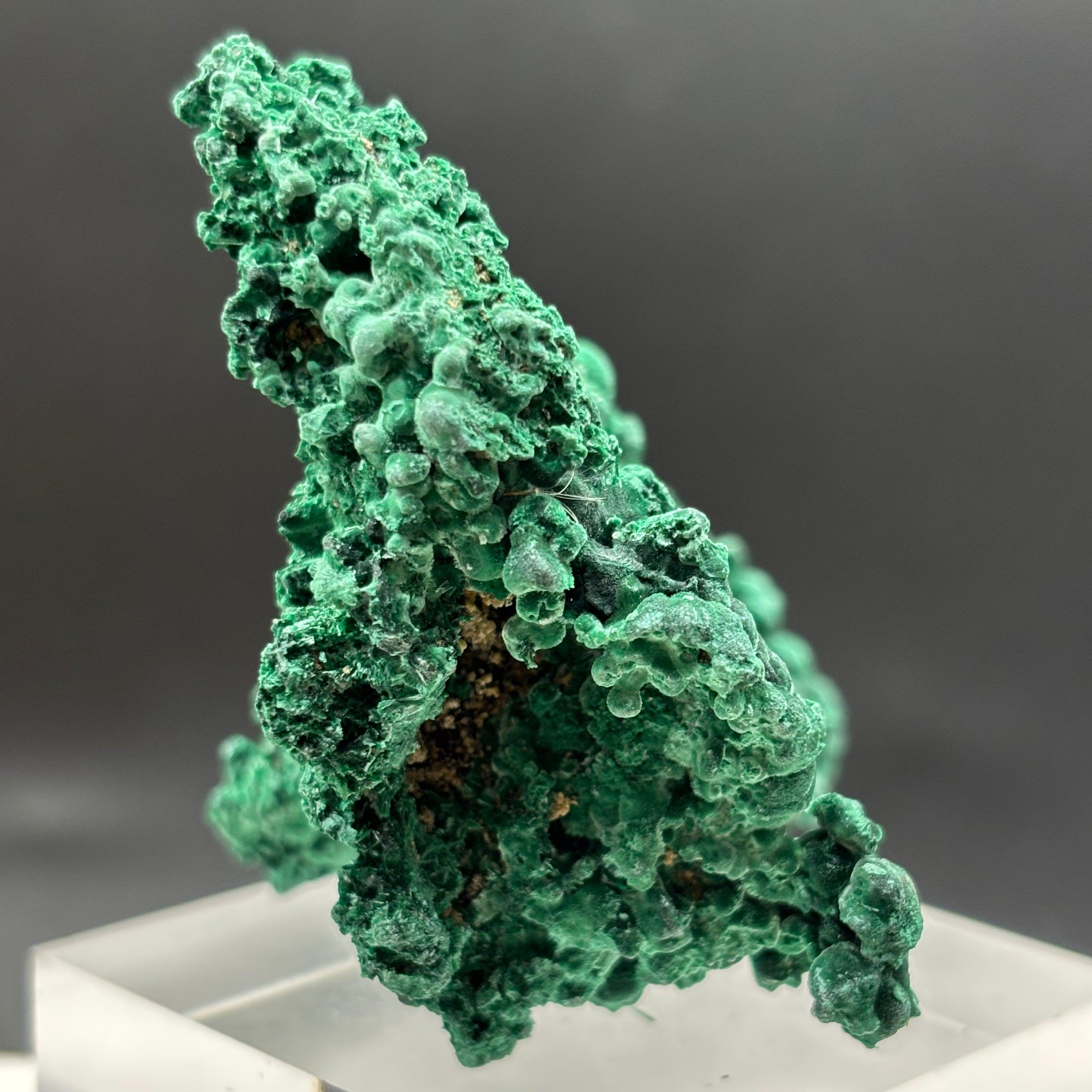 Emperor Malachite - 166