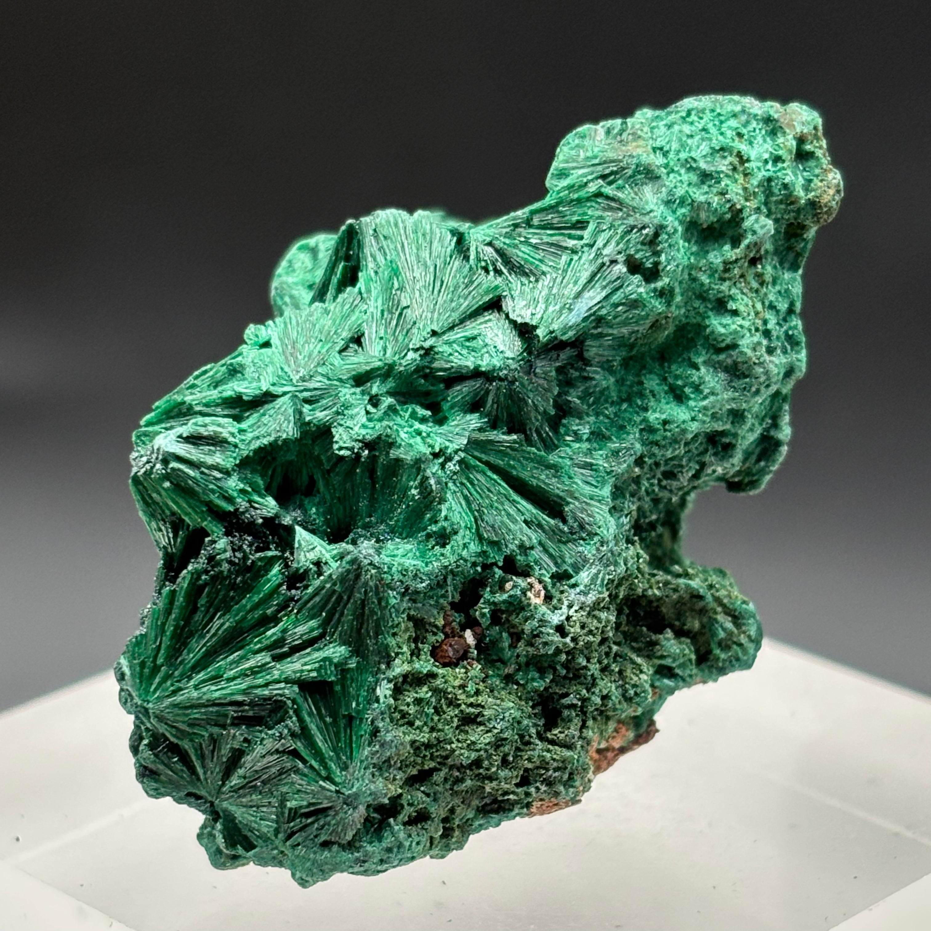 Emperor Malachite - 169