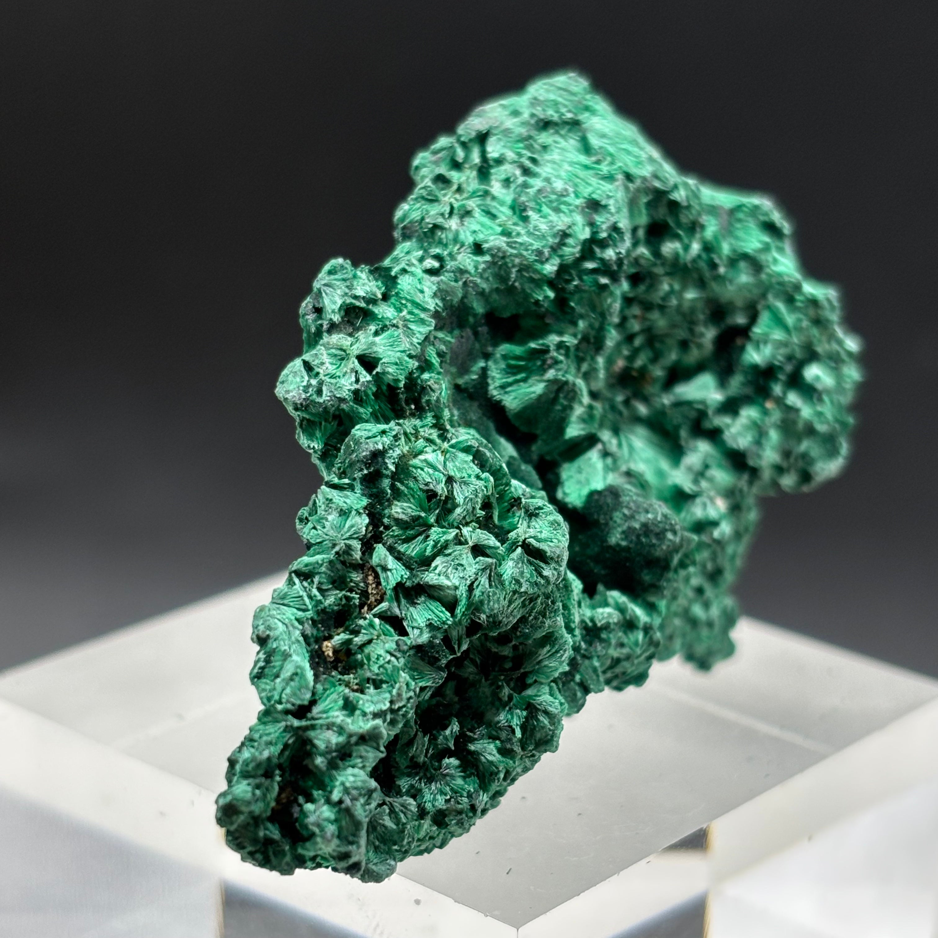 Emperor Malachite - 173