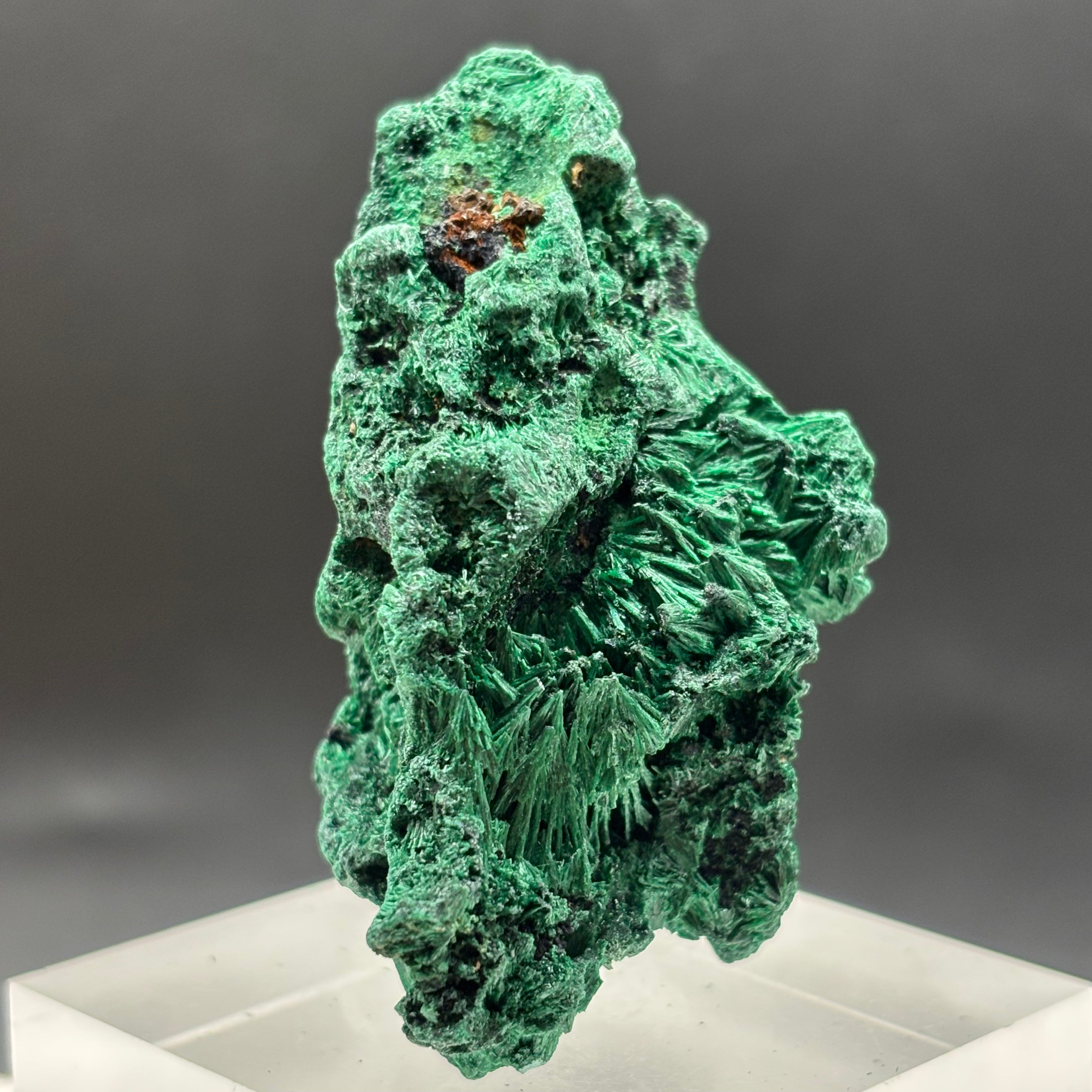 Emperor Malachite - 174
