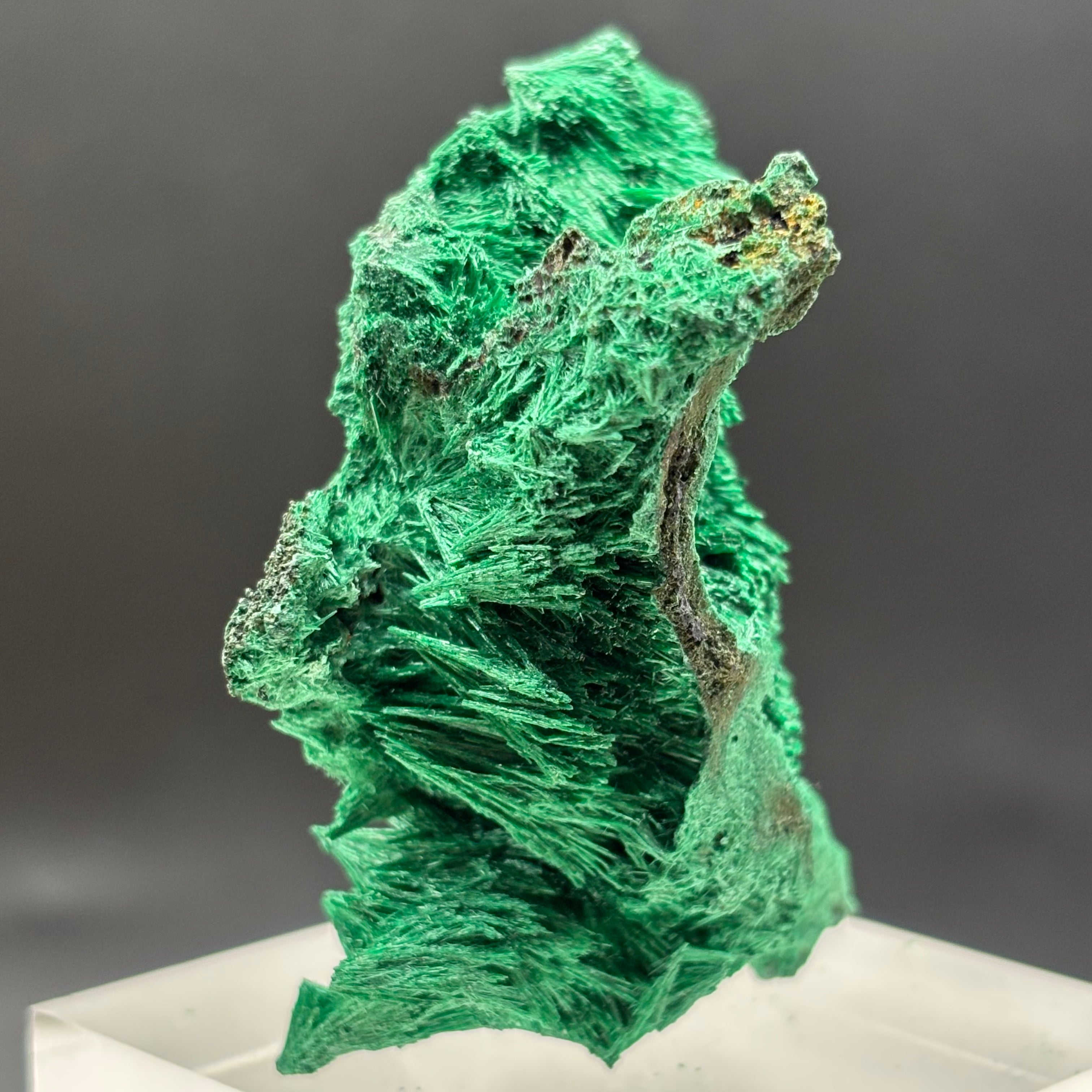 Emperor Malachite - 175