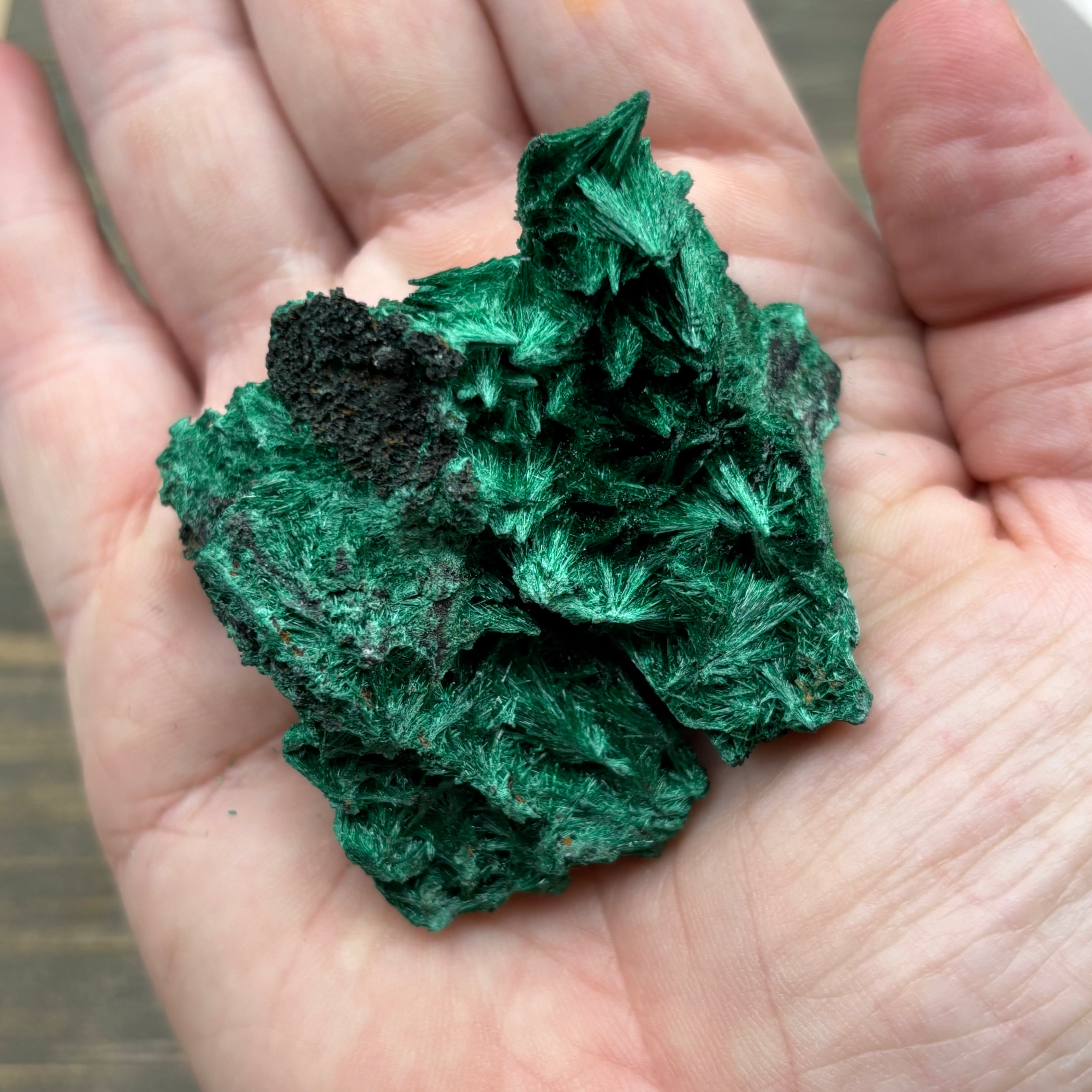 Emperor Malachite - 175