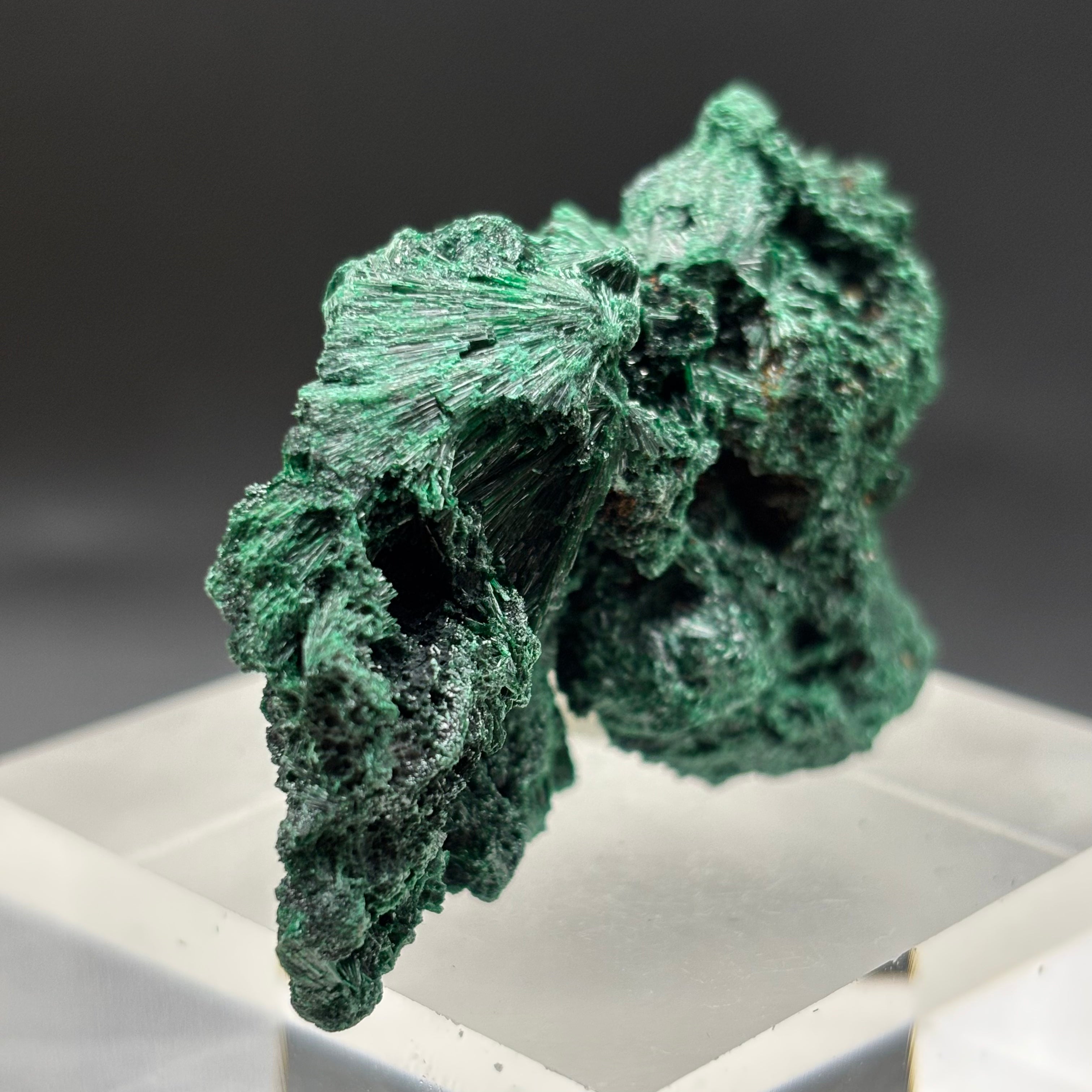 Emperor Malachite - 178