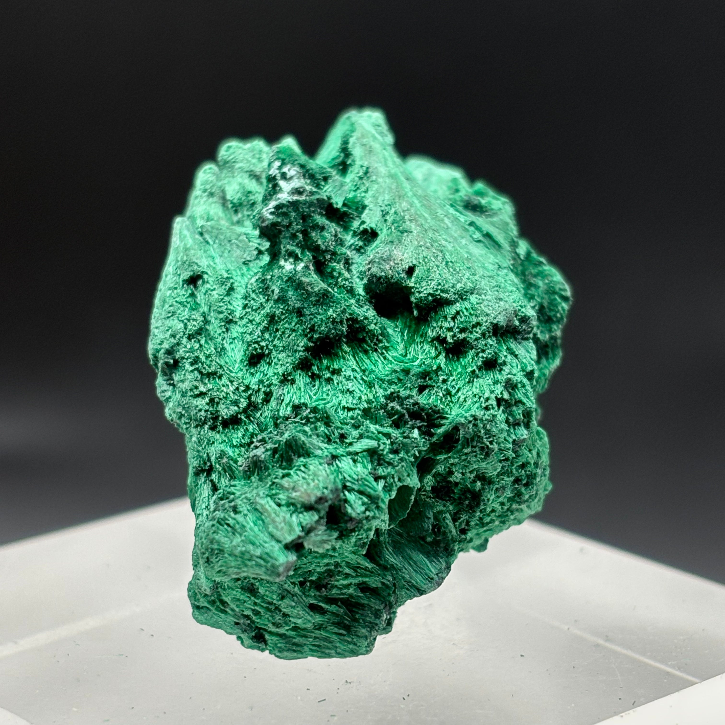 Emperor Malachite - 181
