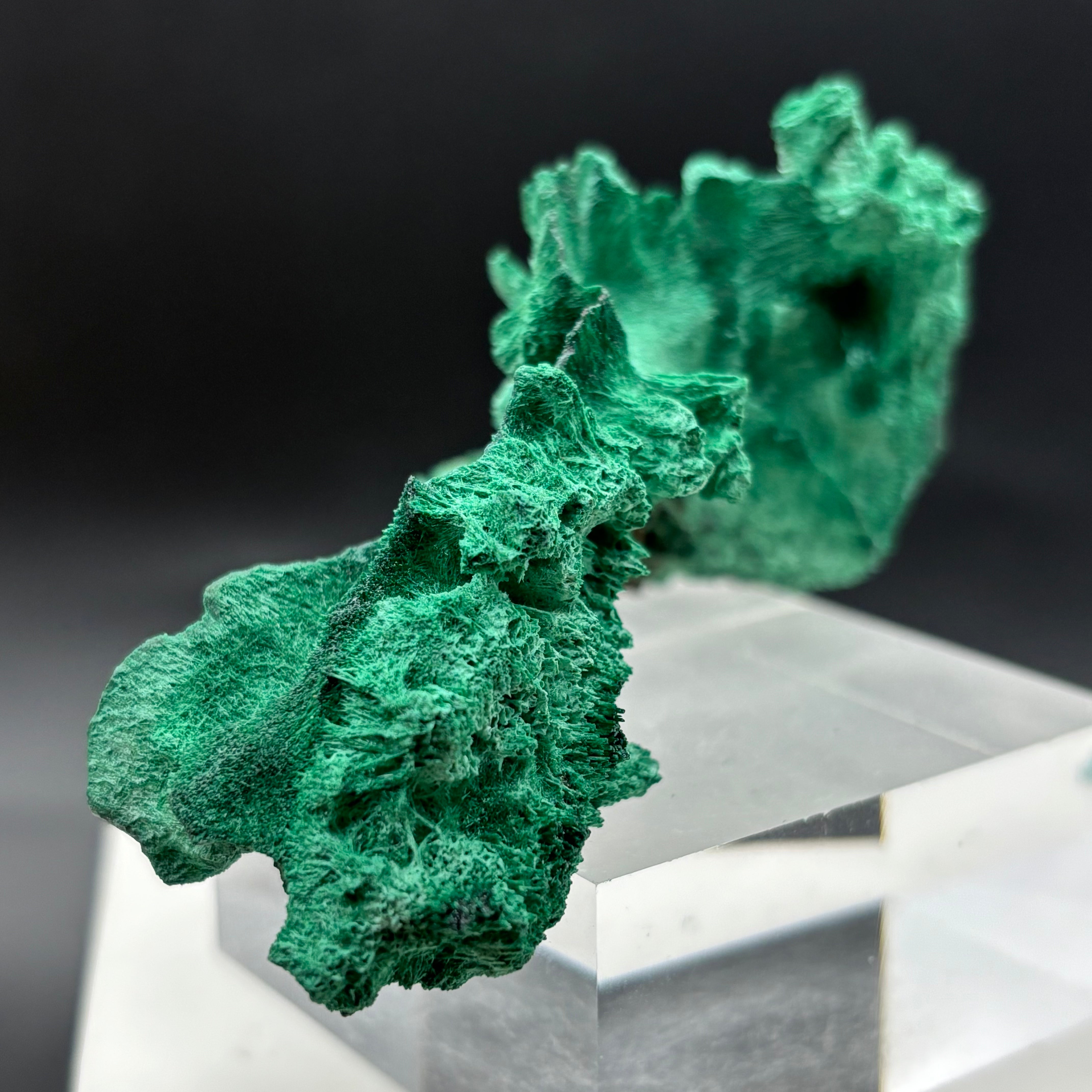 Emperor Malachite - 182
