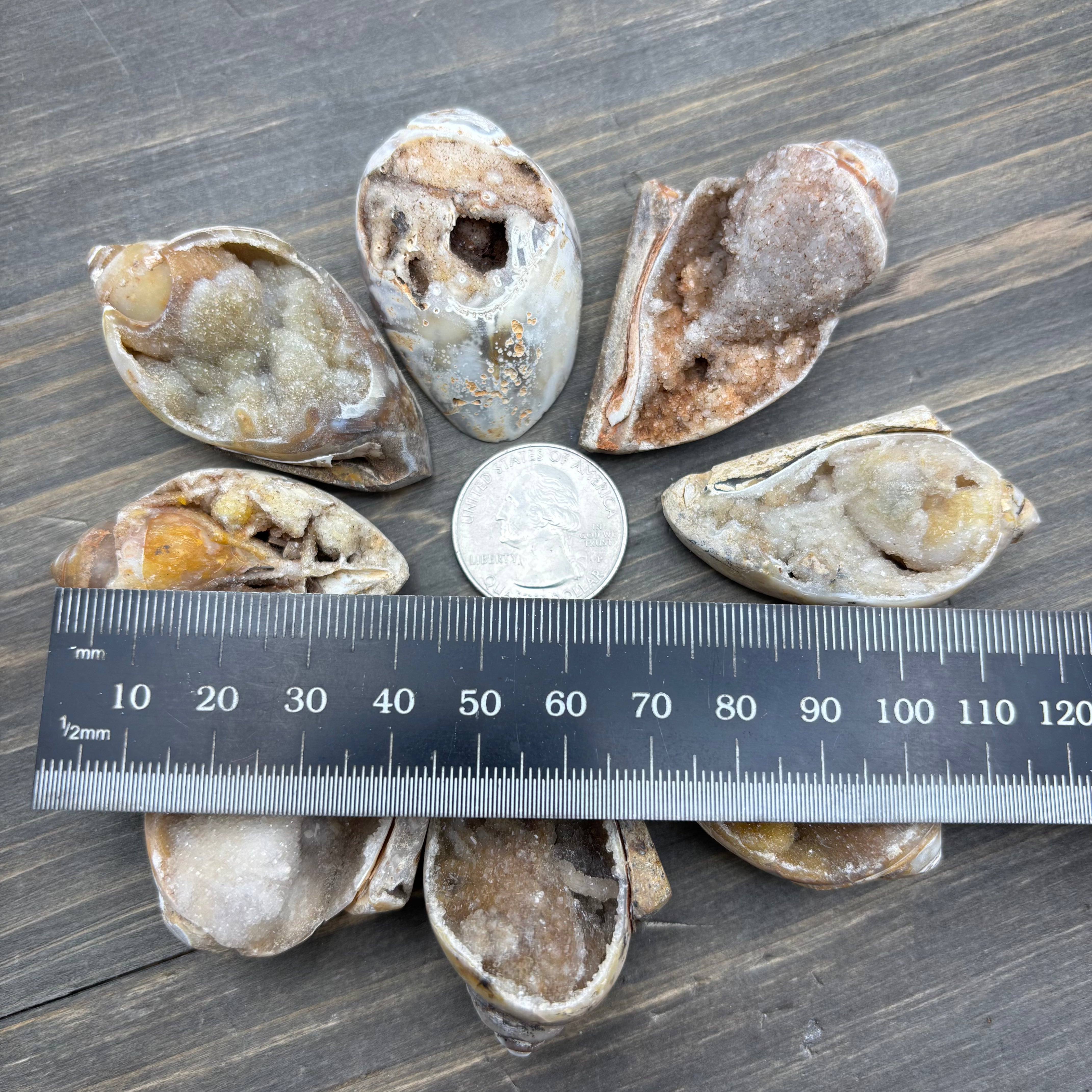 Microcrystalline Seashell