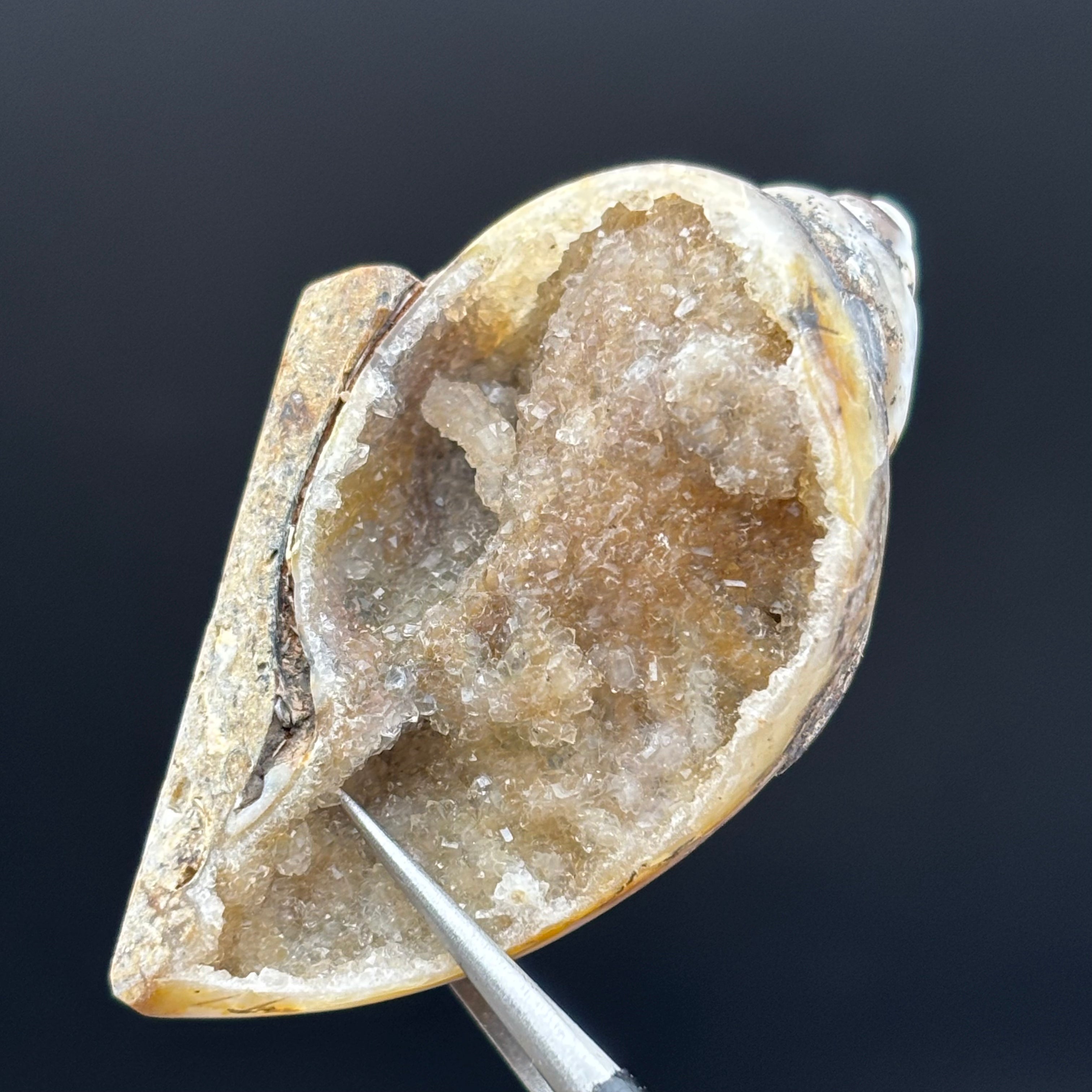 Microcrystalline Seashell