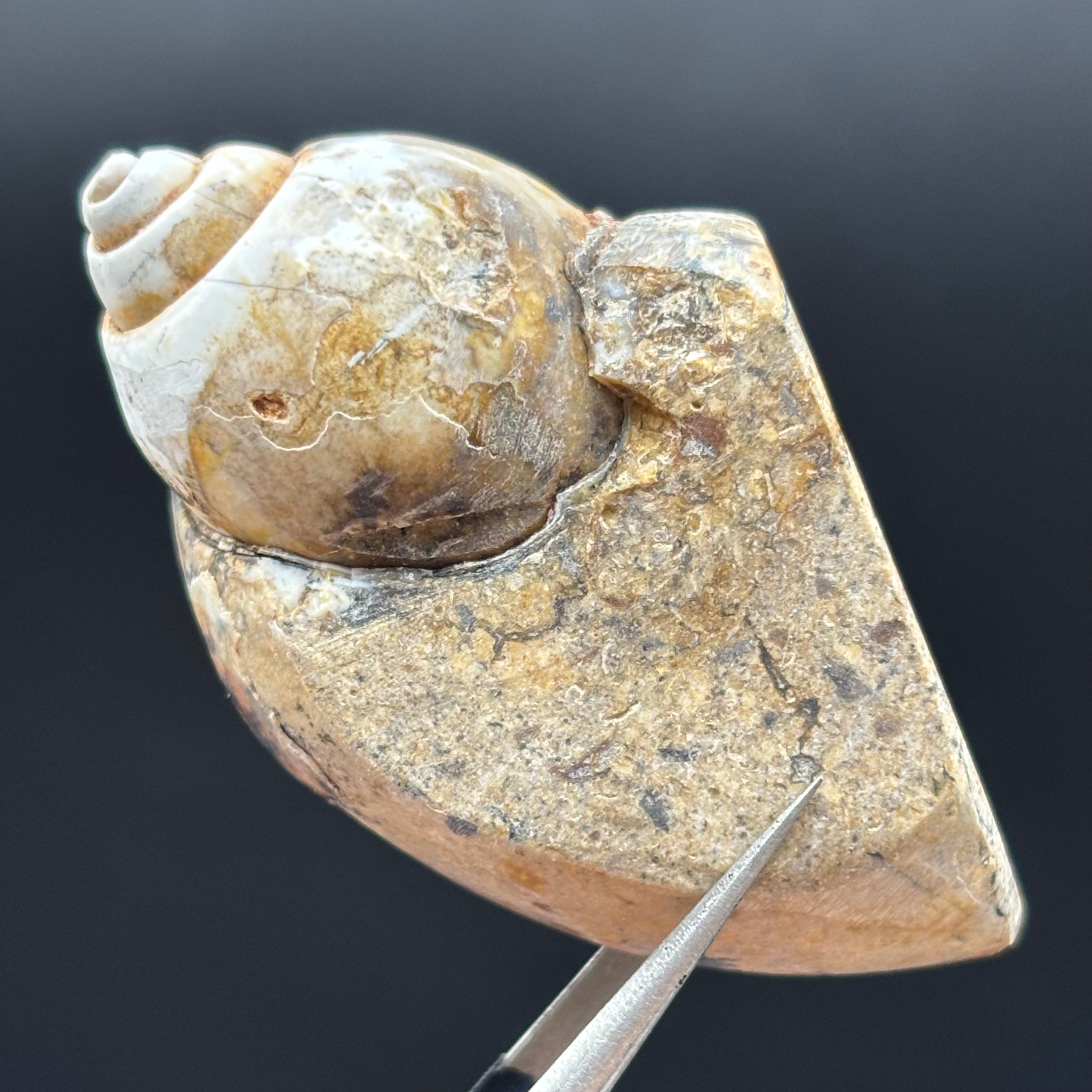 Microcrystalline Seashell