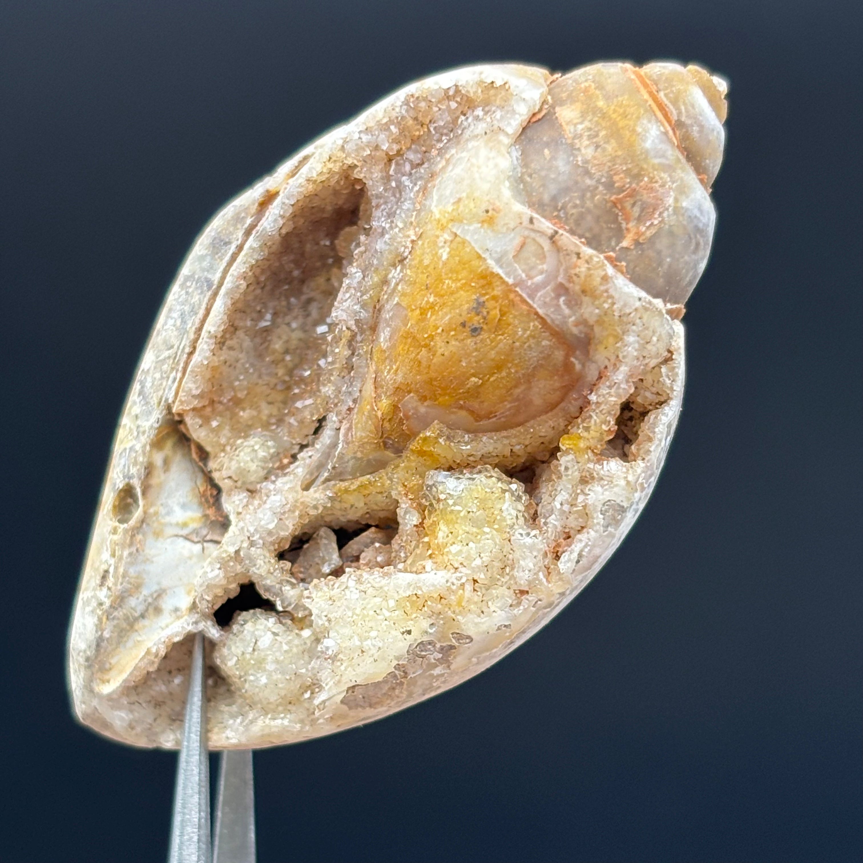 Microcrystalline Seashell